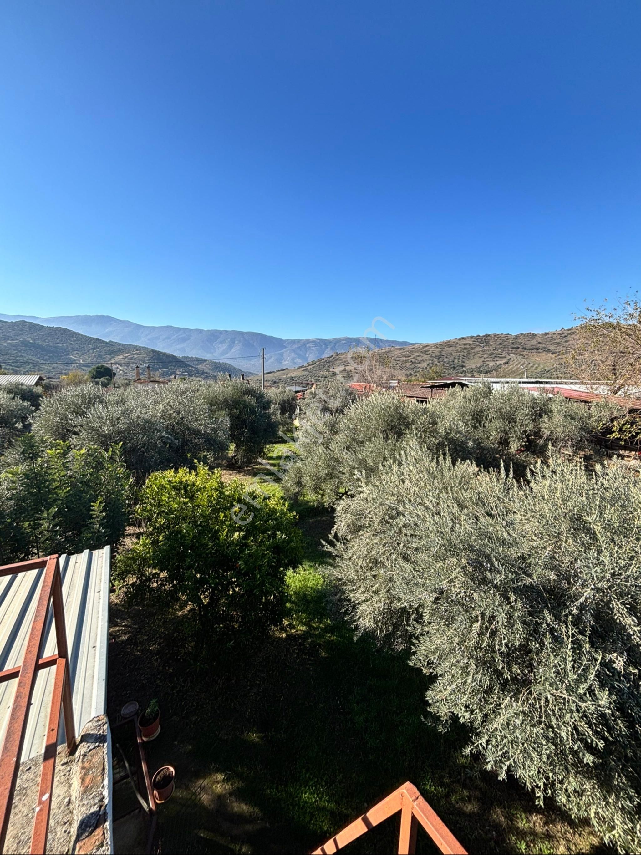 Nazilli Beğerli Mahallesinde 3.000 M2 Müstakil Evli Satılık Zeytinlik - Görsel 9