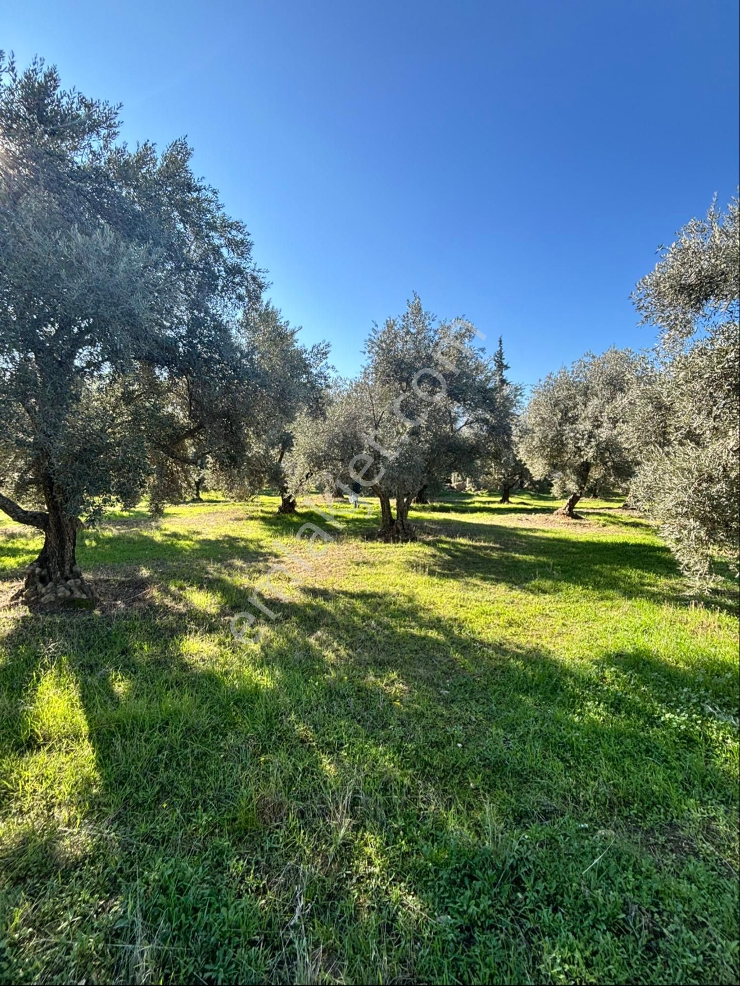 Nazilli Beğerli Mahallesinde 3.000 M2 Müstakil Evli Satılık Zeytinlik - Görsel 3