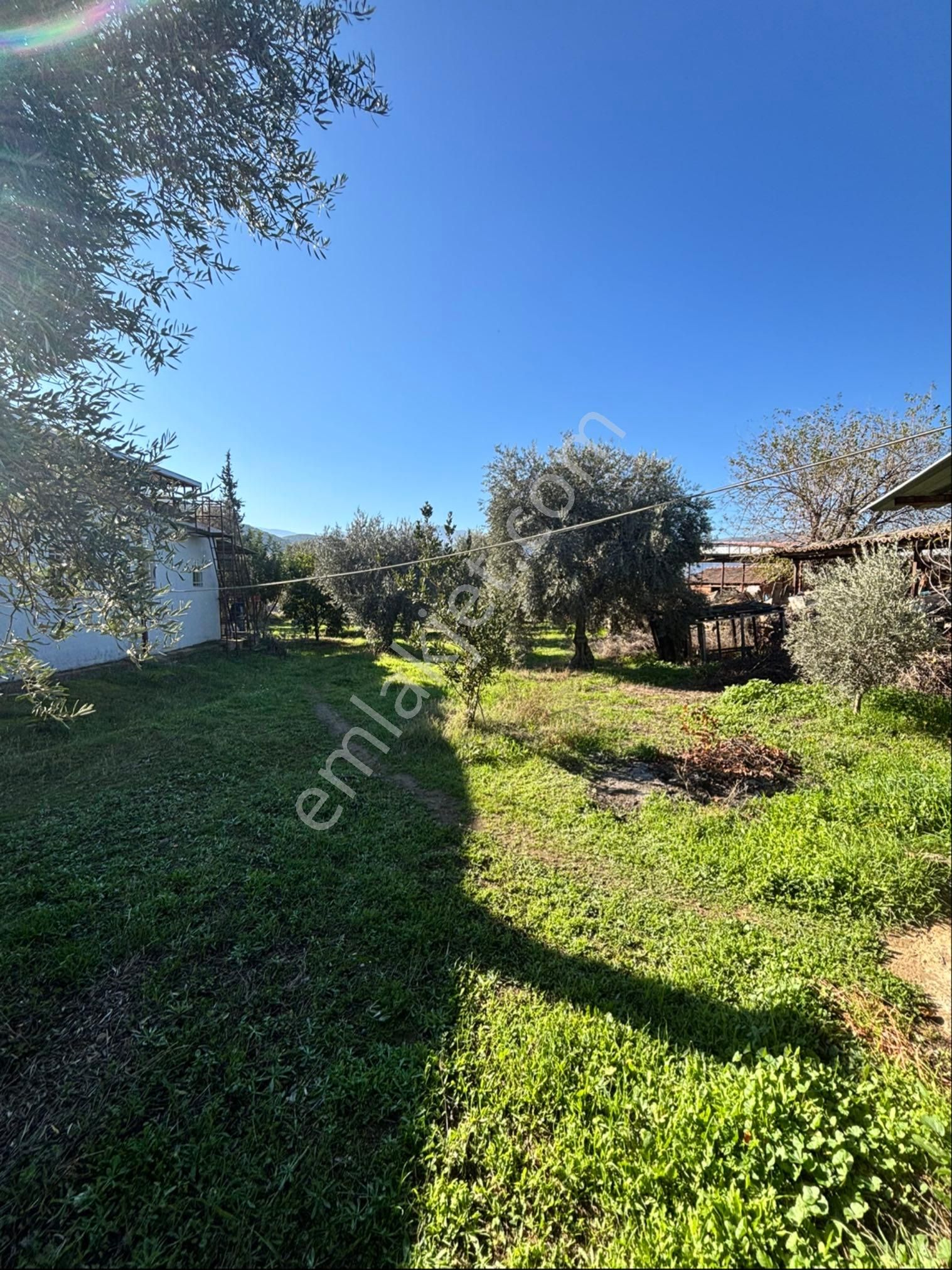 Nazilli Beğerli Mahallesinde 3.000 M2 Müstakil Evli Satılık Zeytinlik - Görsel 13