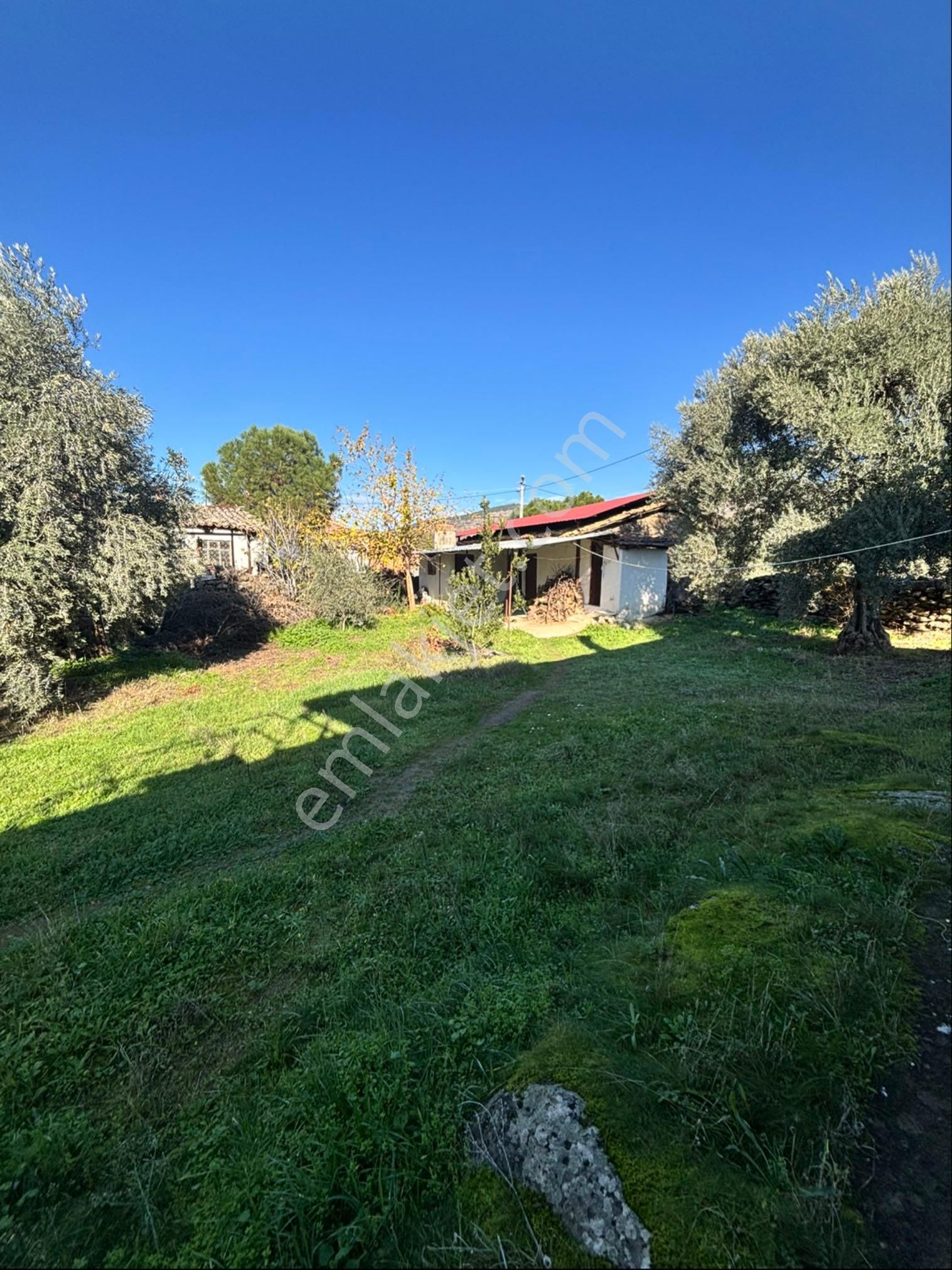 Nazilli Beğerli Mahallesinde 3.000 M2 Müstakil Evli Satılık Zeytinlik - Görsel 11