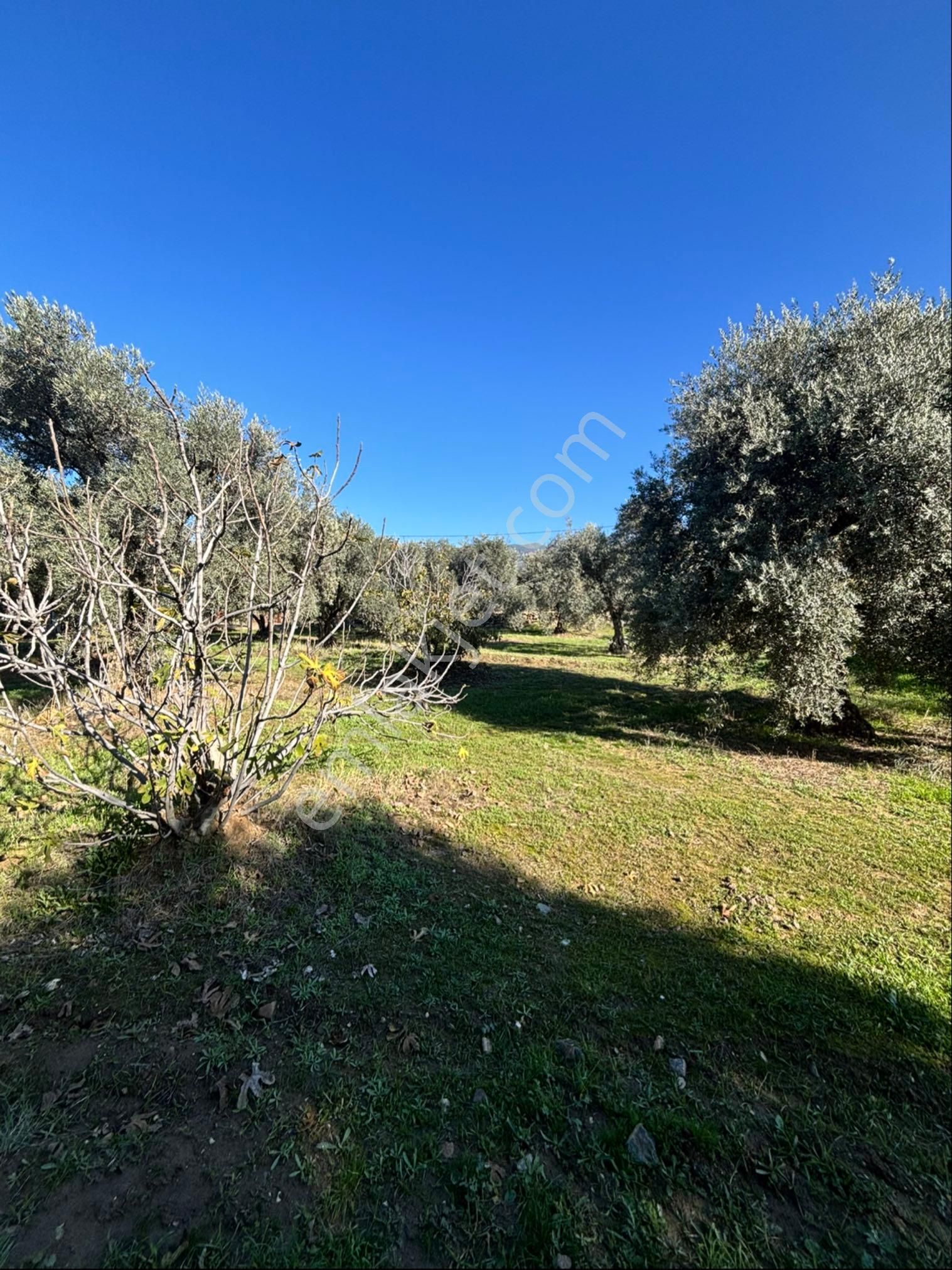 Nazilli Beğerli Mahallesinde 3.000 M2 Müstakil Evli Satılık Zeytinlik - Görsel 6