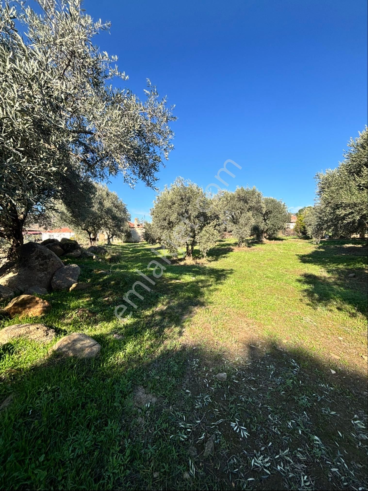 Nazilli Beğerli Mahallesinde 3.000 M2 Müstakil Evli Satılık Zeytinlik - Görsel 5