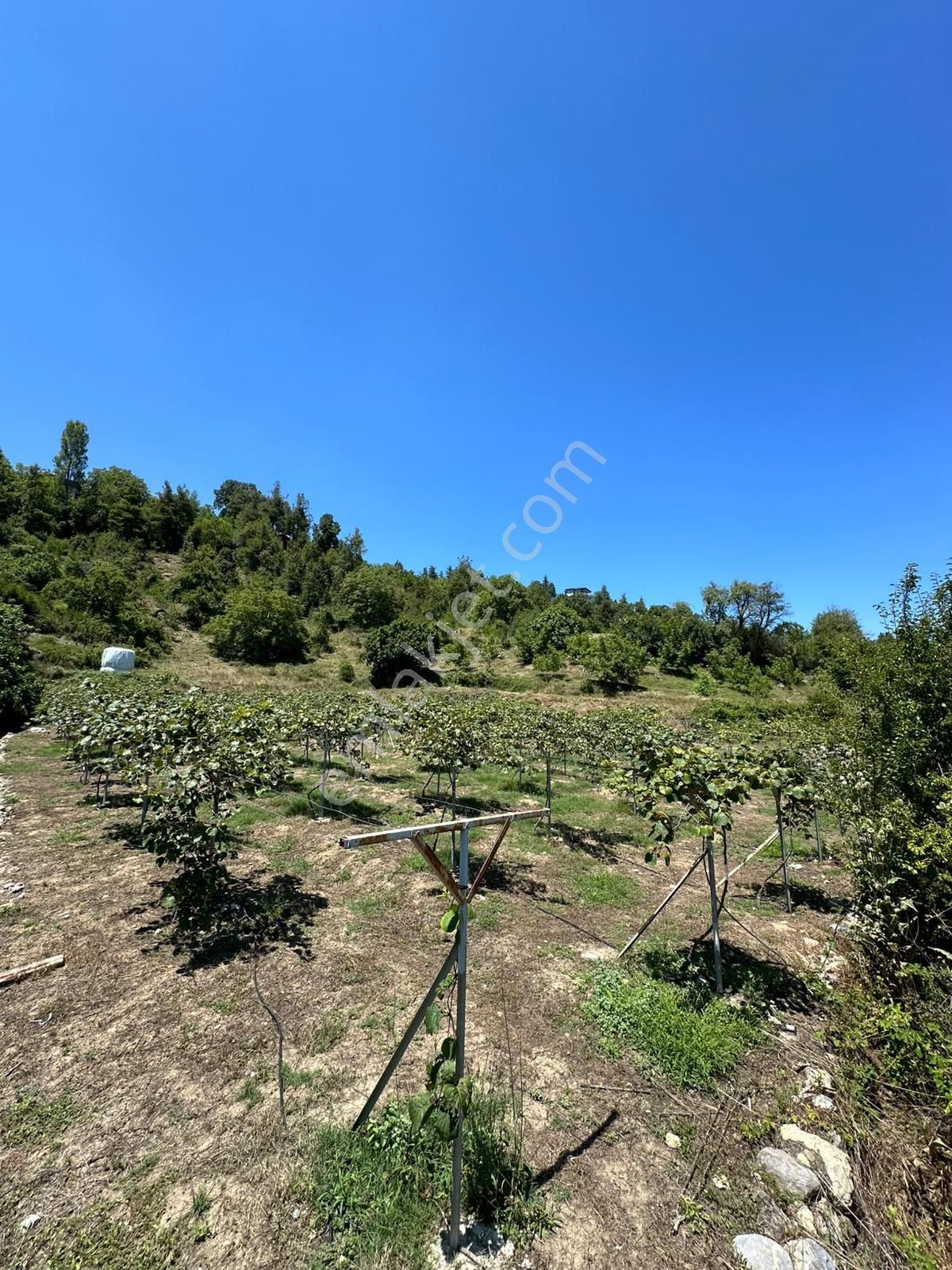Çamlıyayla Fakılar’da 7.400 M² Kivi Bahçesi – Satılık