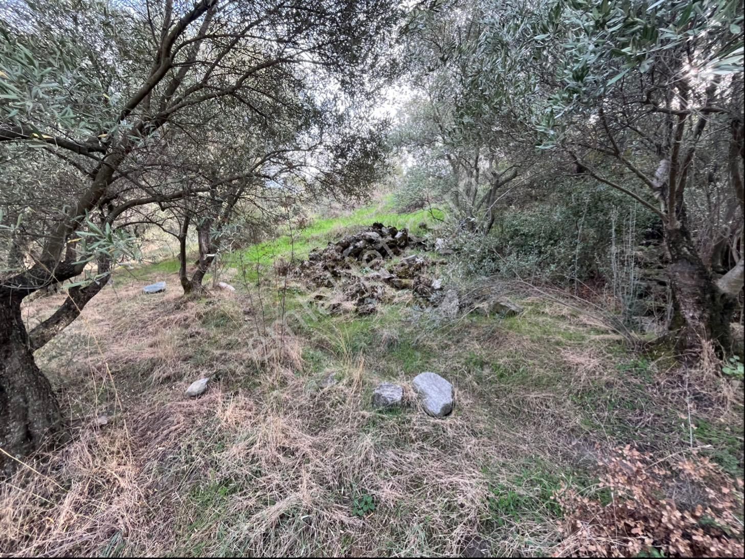 Miray Emlaktan Nazilli Pirlibey Mahallesinde Satılık Zeytinlik - Görsel 24