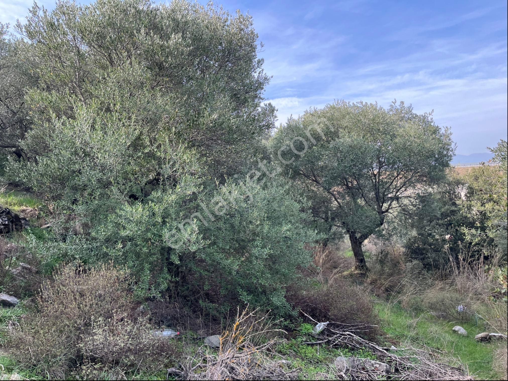 Miray Emlaktan Nazilli Pirlibey Mahallesinde Satılık Zeytinlik - Görsel 38