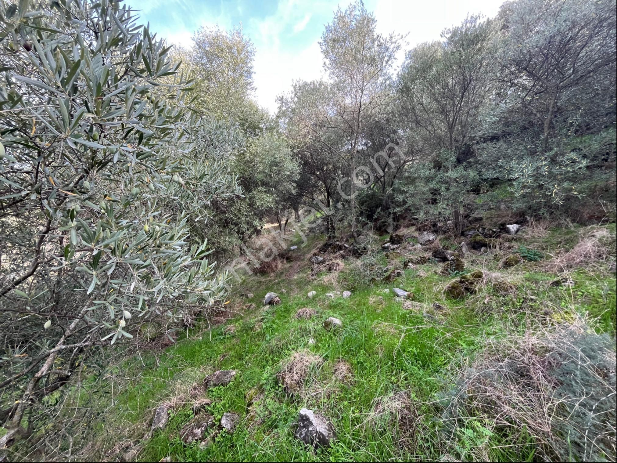 Miray Emlaktan Nazilli Pirlibey Mahallesinde Satılık Zeytinlik - Görsel 22