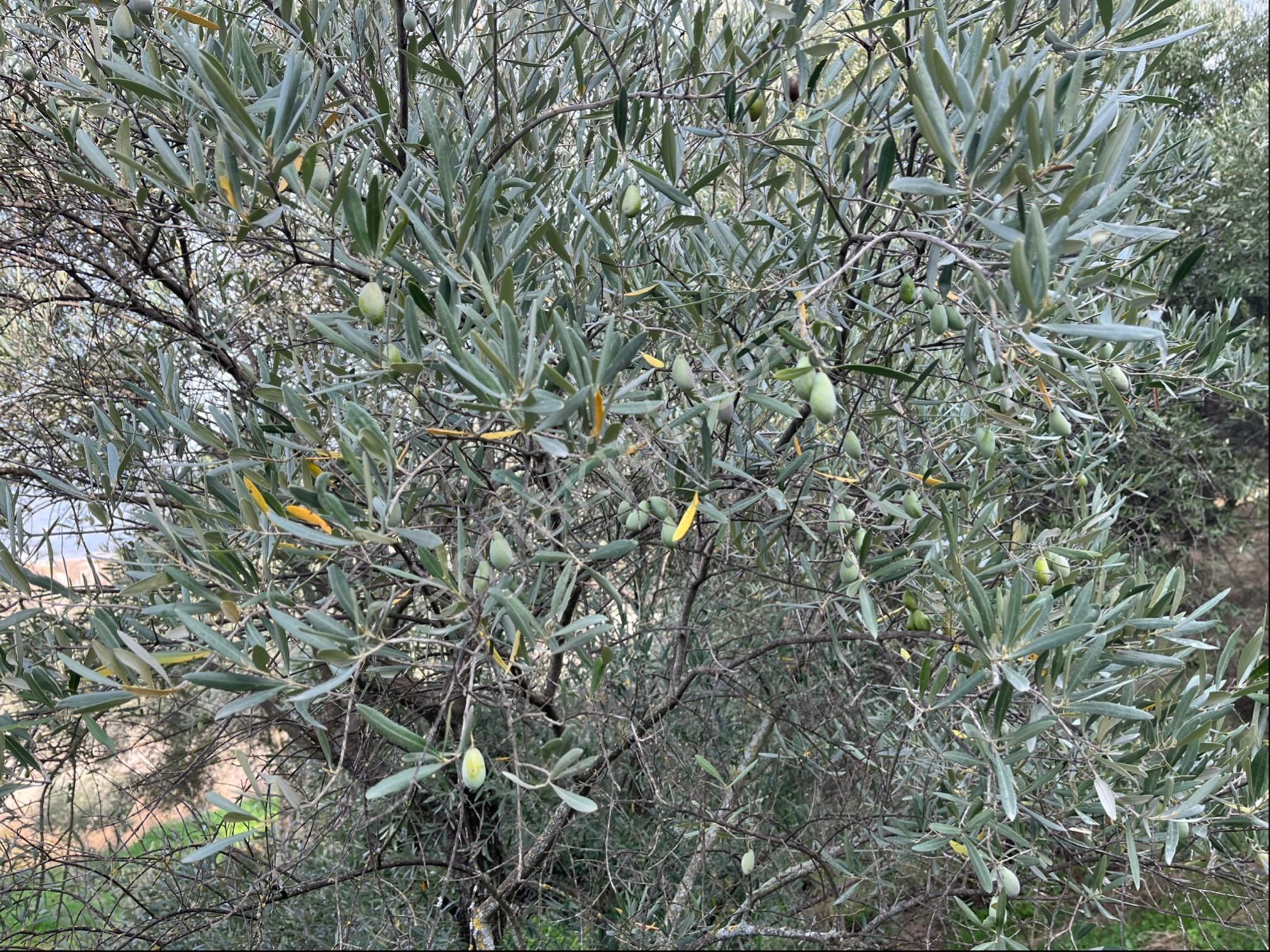 Miray Emlaktan Nazilli Pirlibey Mahallesinde Satılık Zeytinlik - Görsel 20