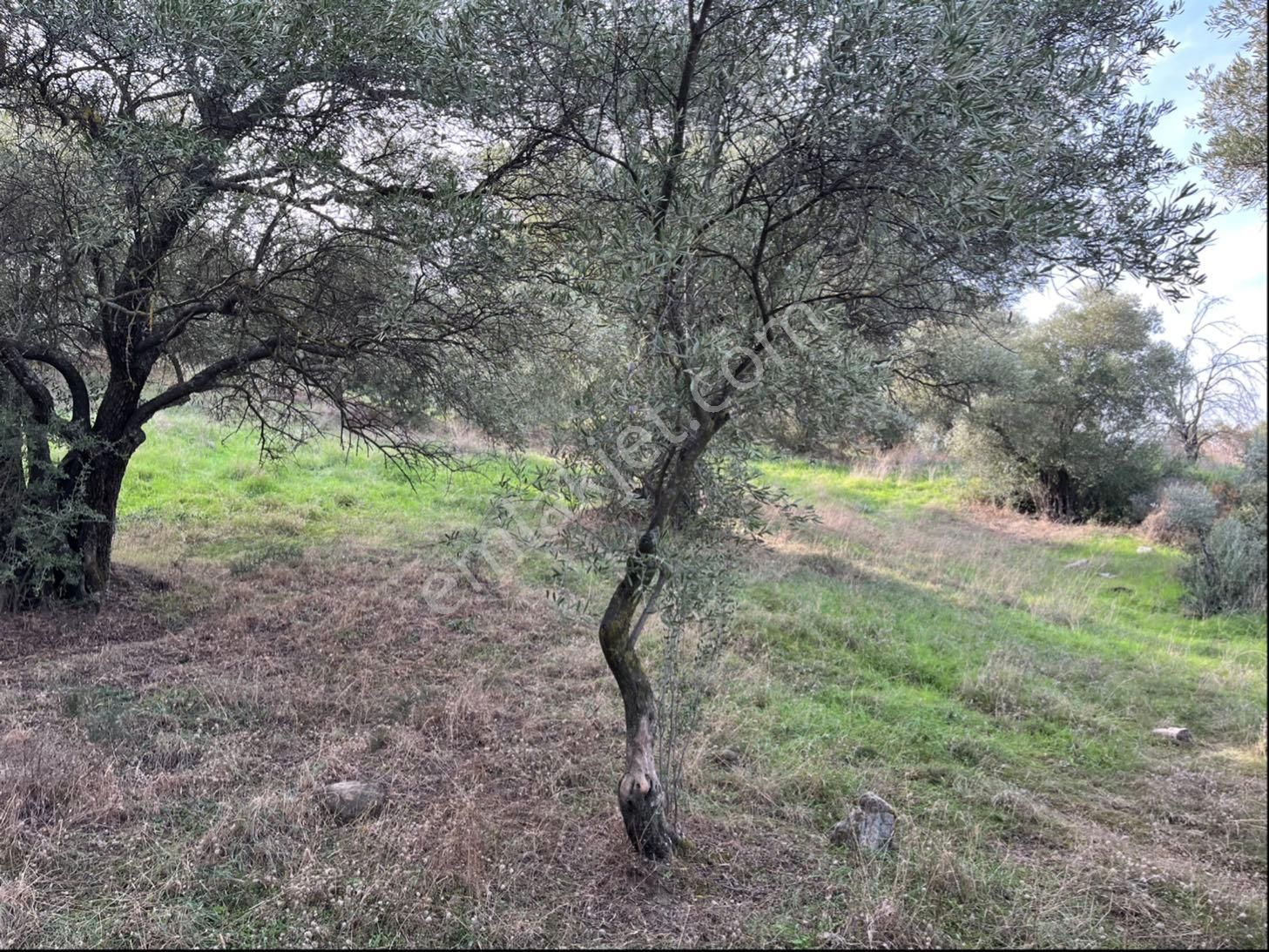 Miray Emlaktan Nazilli Pirlibey Mahallesinde Satılık Zeytinlik - Görsel 28