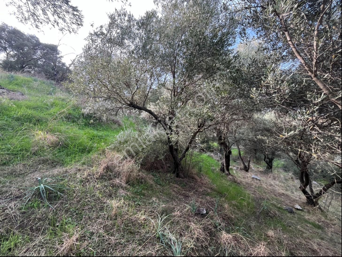 Miray Emlaktan Nazilli Pirlibey Mahallesinde Satılık Zeytinlik - Görsel 27