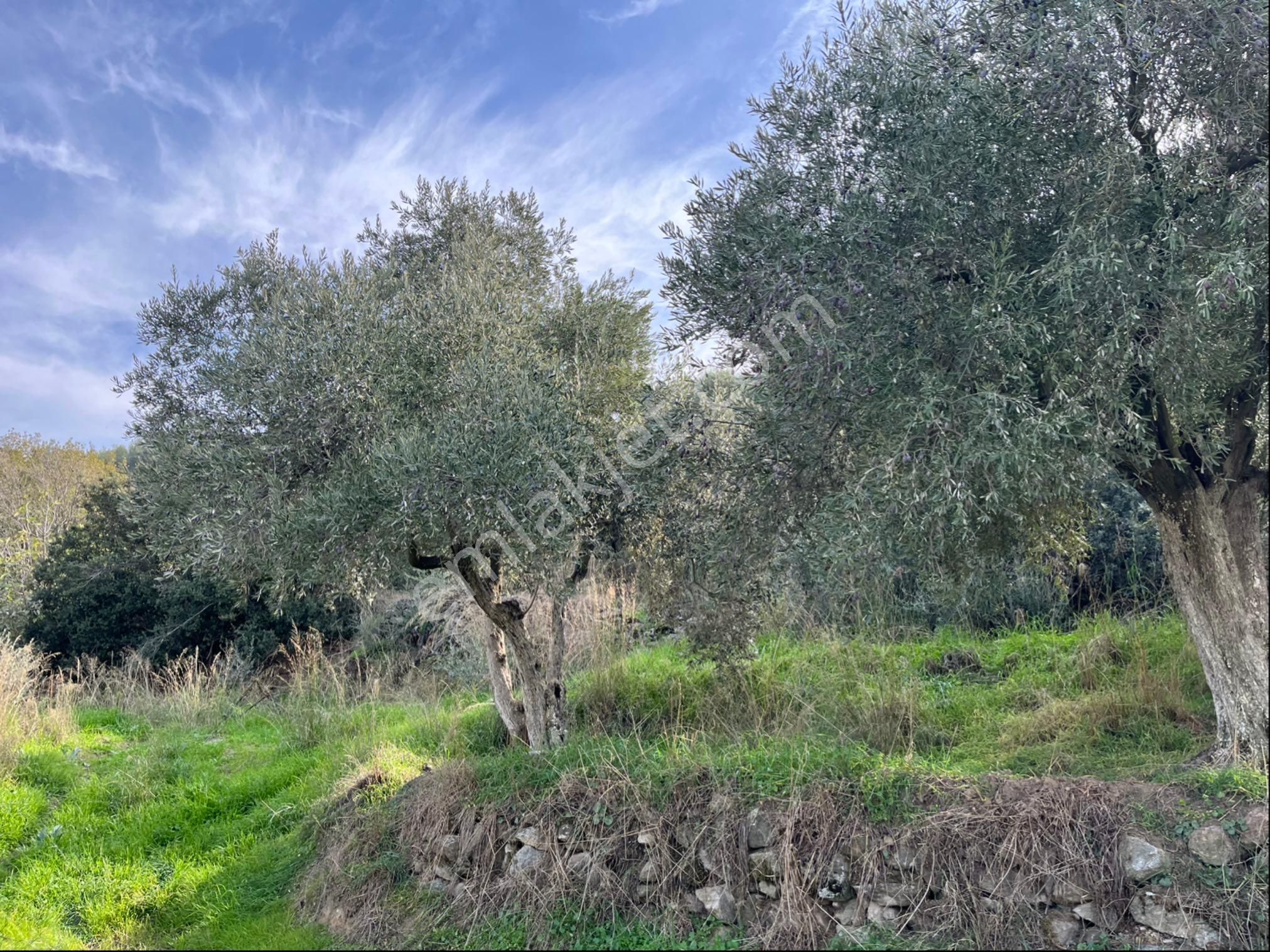 Miray Emlaktan Nazilli Pirlibey Mahallesinde Satılık Zeytinlik - Görsel 11