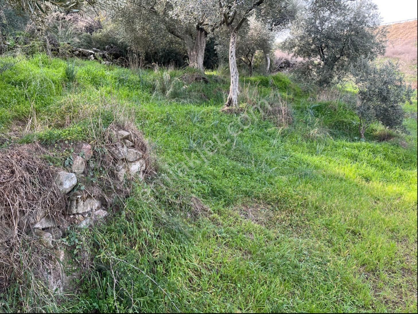 Miray Emlaktan Nazilli Pirlibey Mahallesinde Satılık Zeytinlik - Görsel 7