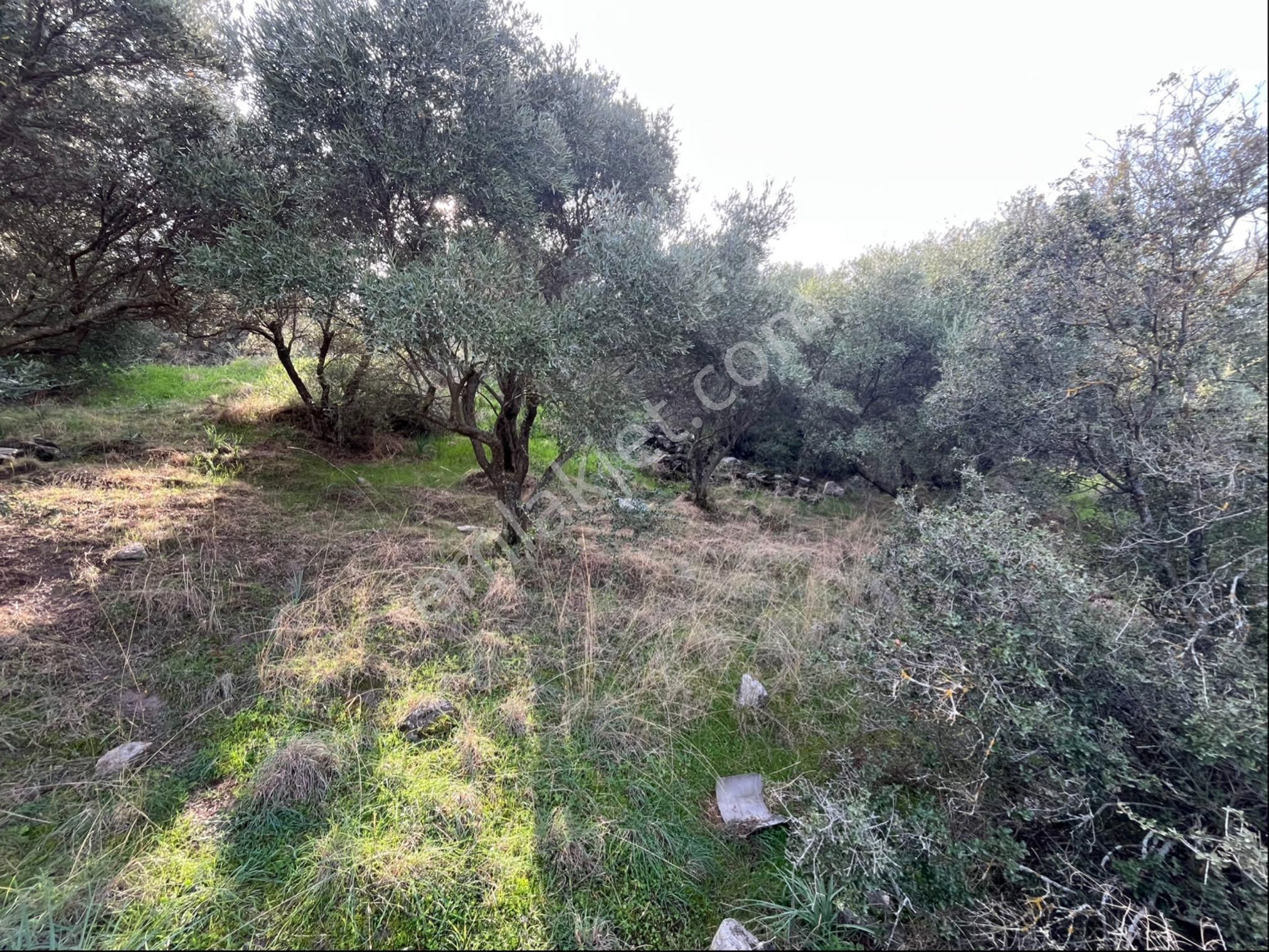 Miray Emlaktan Nazilli Pirlibey Mahallesinde Satılık Zeytinlik - Görsel 4