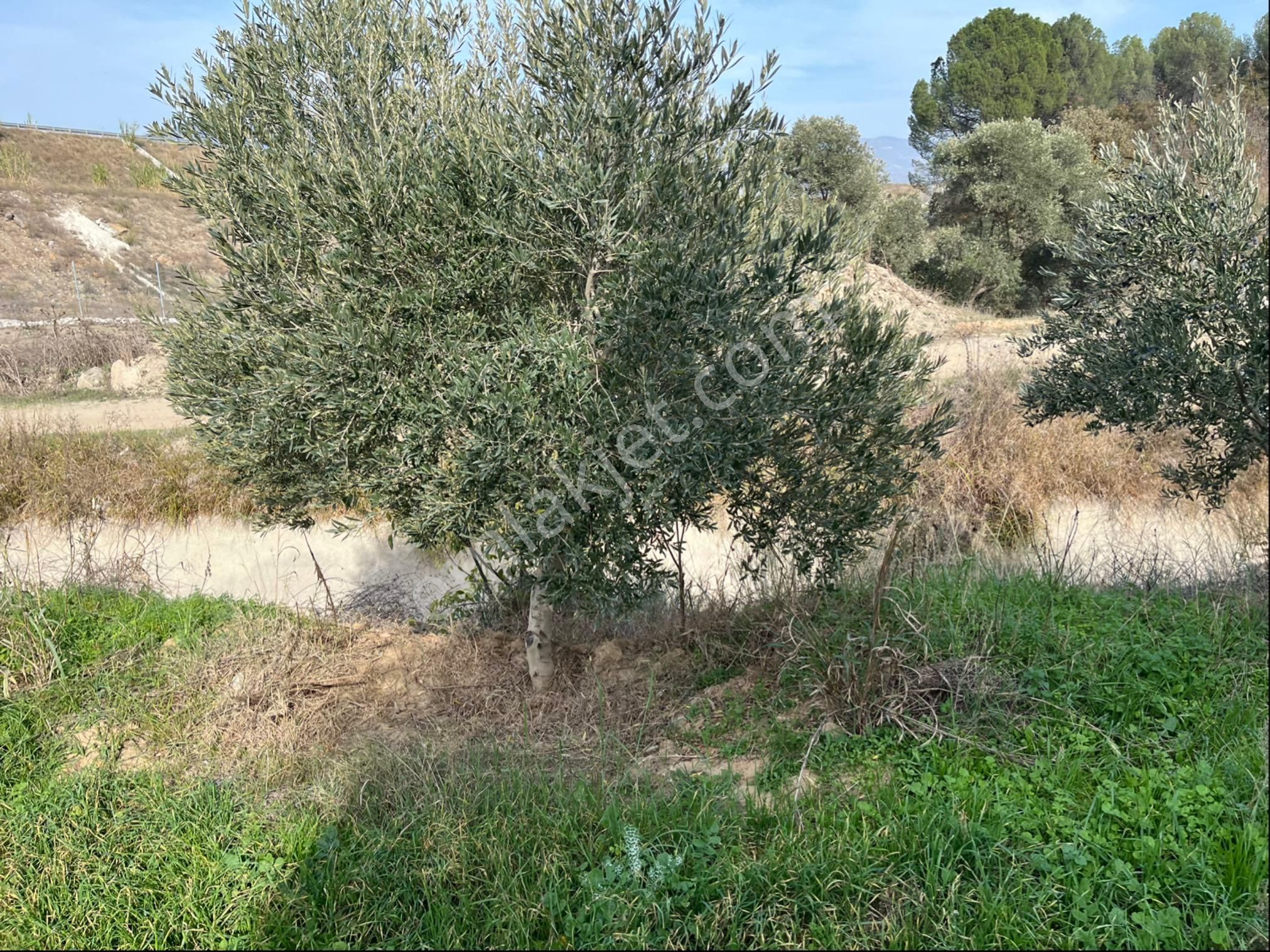 Miray Emlaktan Nazilli Pirlibey Mahallesinde Satılık Zeytinlik - Görsel 9