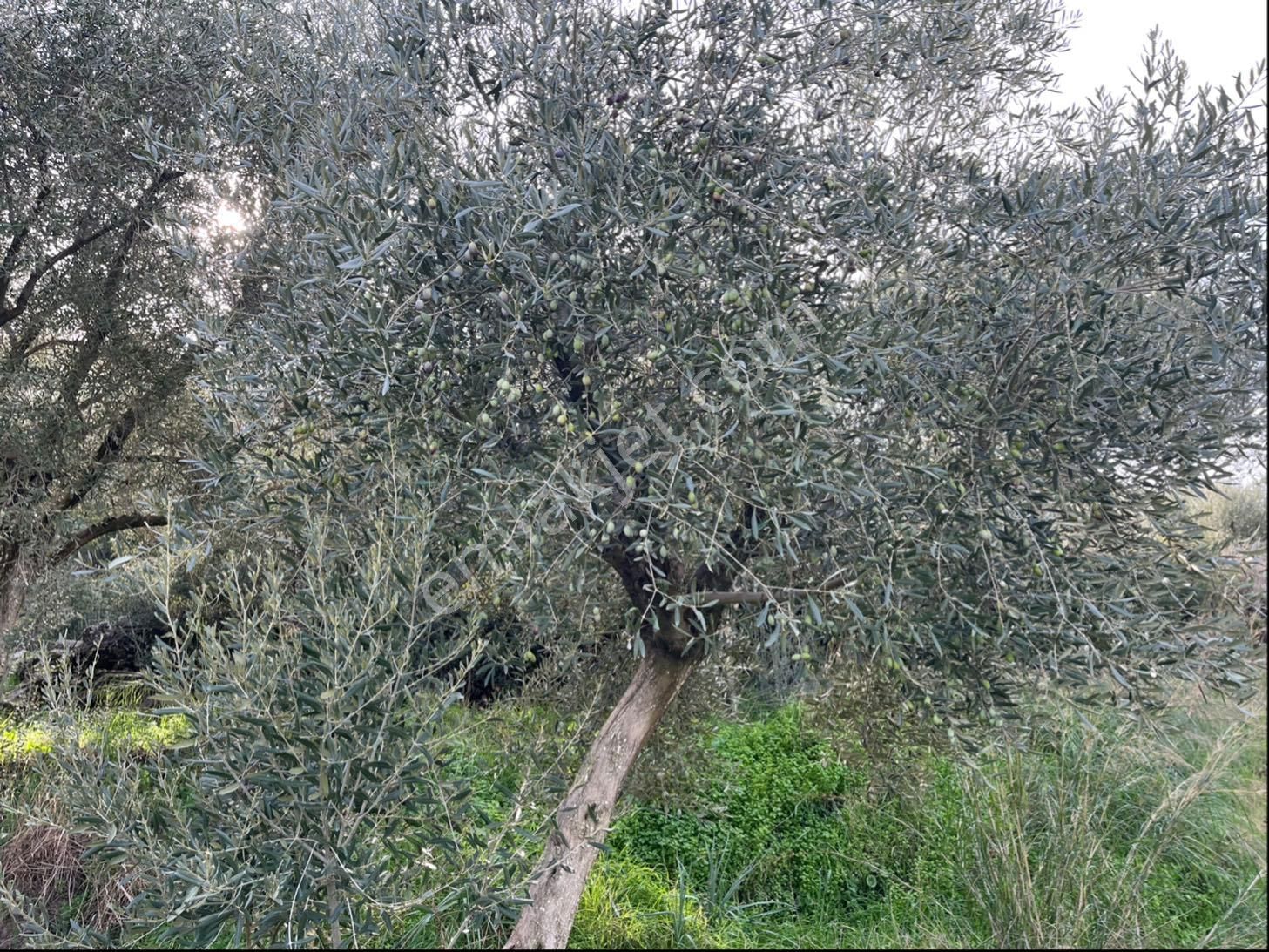 Miray Emlaktan Nazilli Pirlibey Mahallesinde Satılık Zeytinlik - Görsel 14