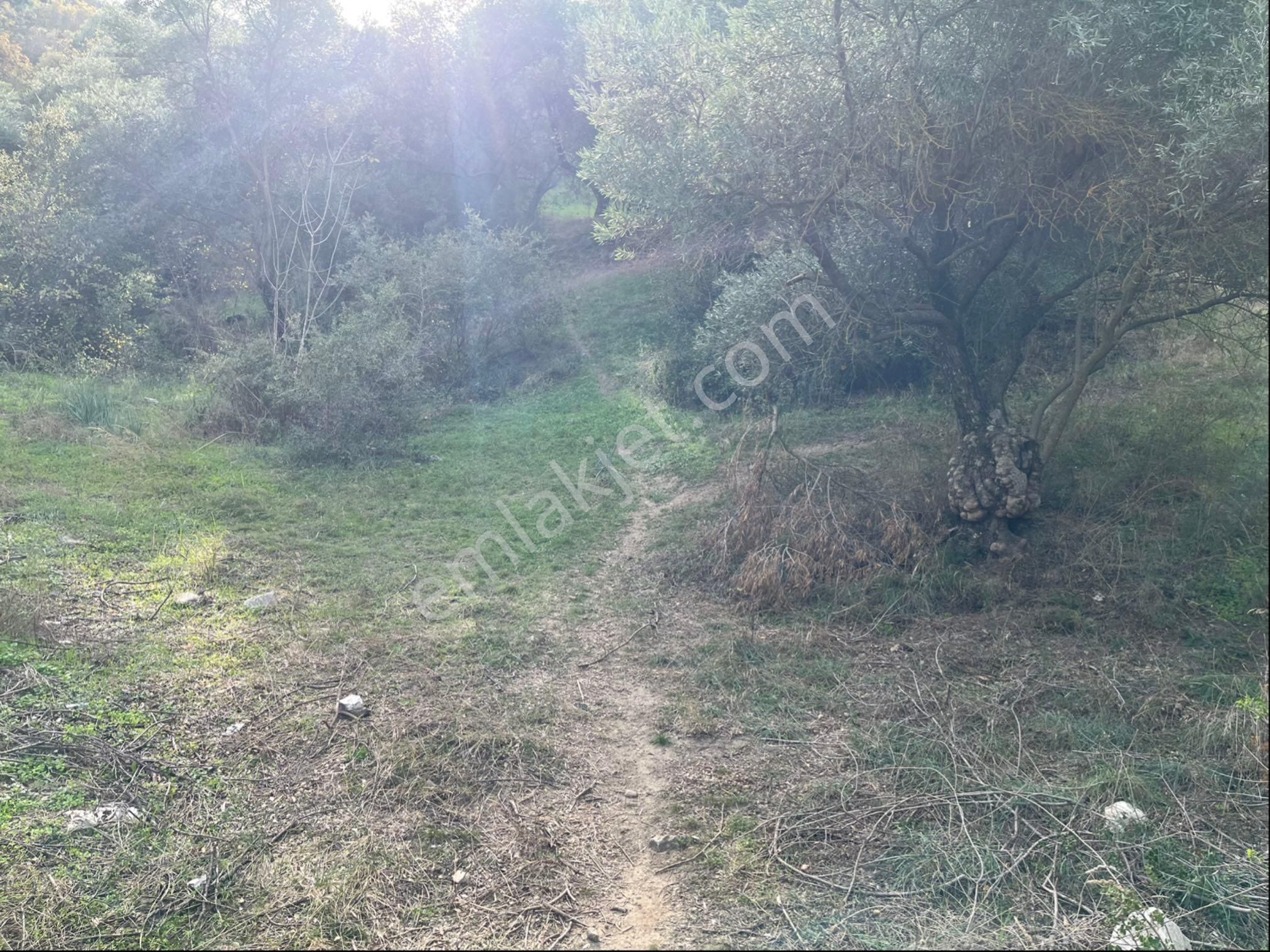 Miray Emlaktan Nazilli Pirlibey Mahallesinde Satılık Zeytinlik - Görsel 37