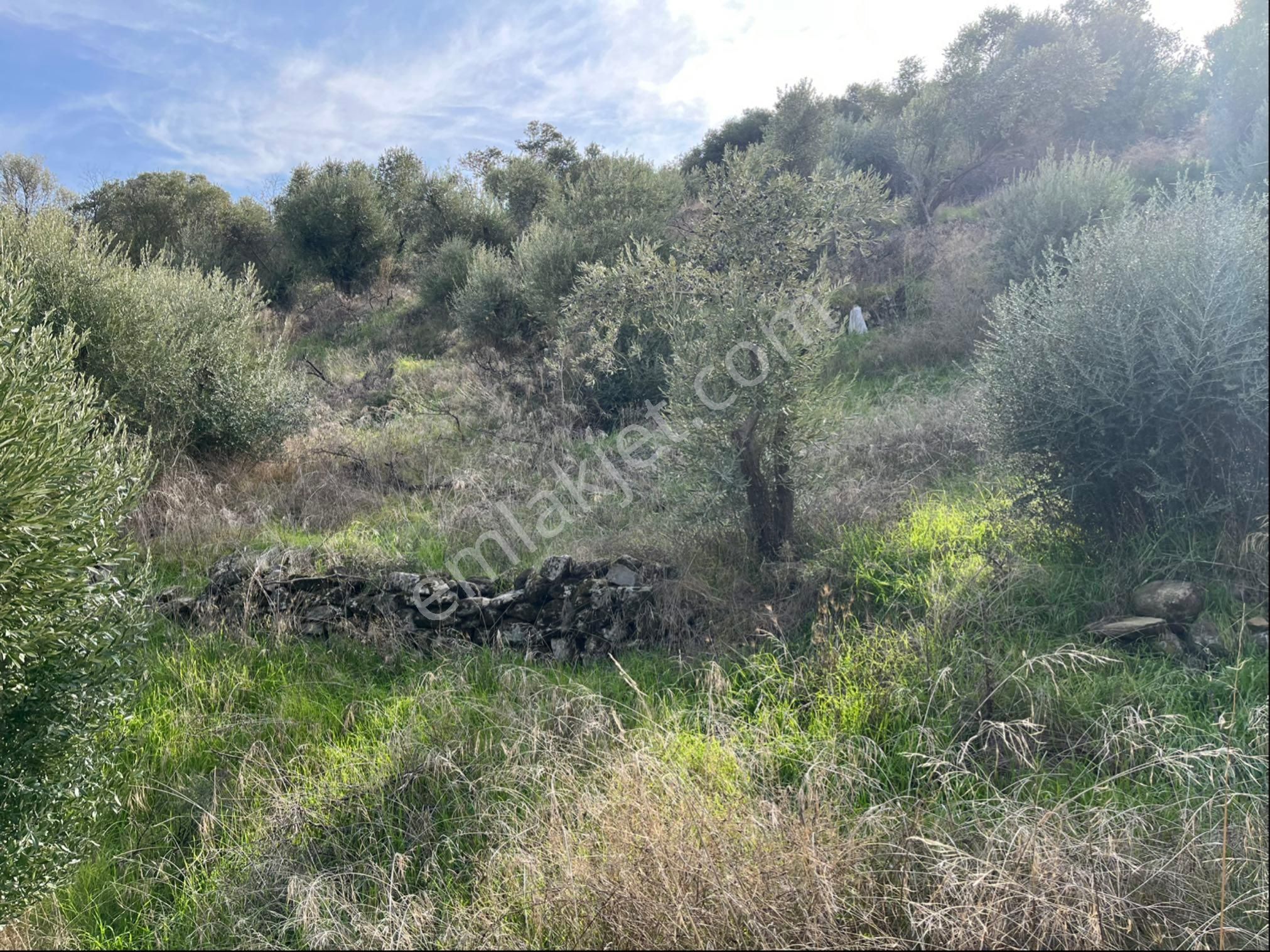 Miray Emlaktan Nazilli Pirlibey Mahallesinde Satılık Zeytinlik - Görsel 18