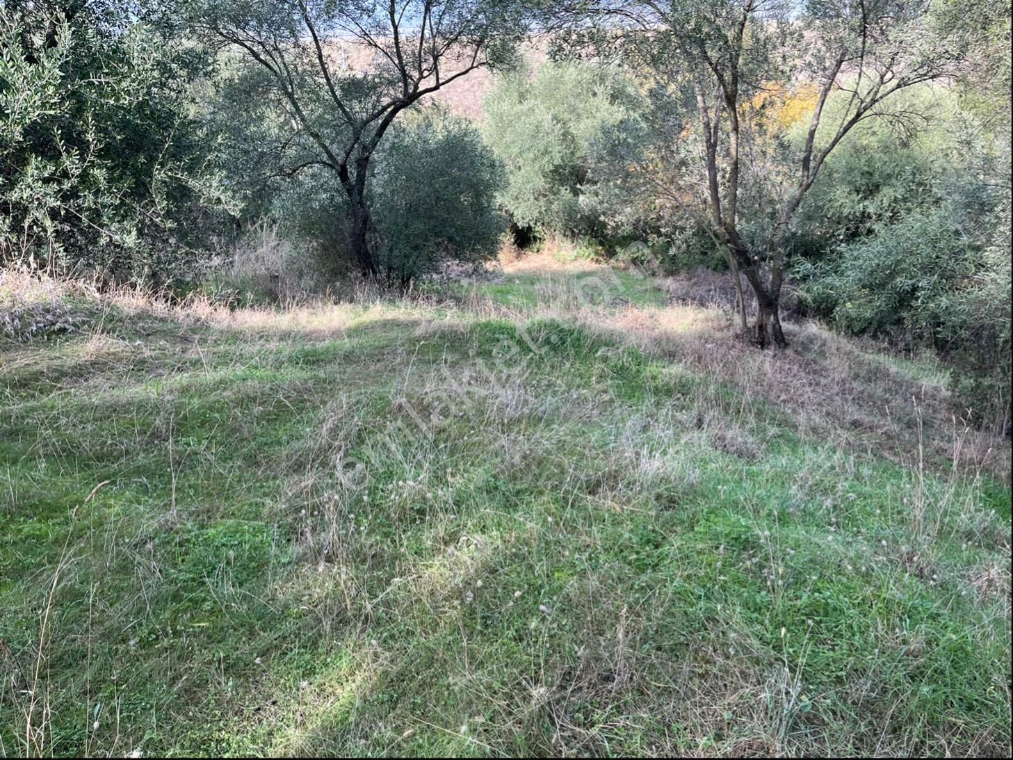 Miray Emlaktan Nazilli Pirlibey Mahallesinde Satılık Zeytinlik - Görsel 31