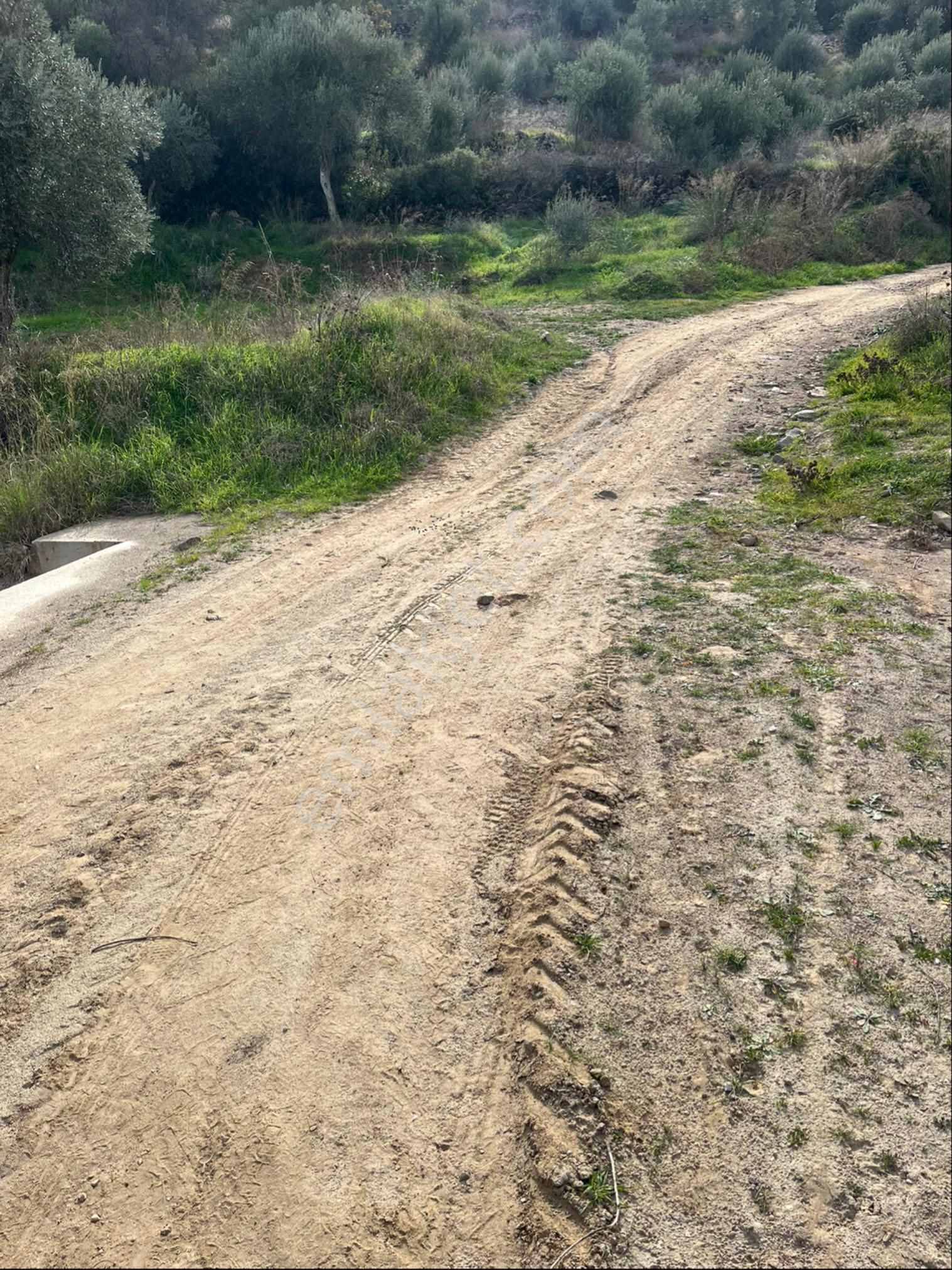 Miray Emlaktan Nazilli Pirlibey Mahallesinde Satılık Zeytinlik - Görsel 43