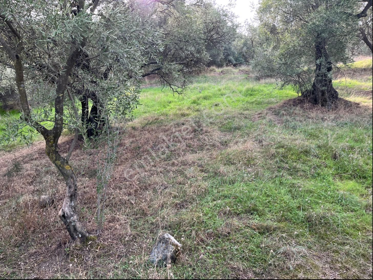 Miray Emlaktan Nazilli Pirlibey Mahallesinde Satılık Zeytinlik - Görsel 35