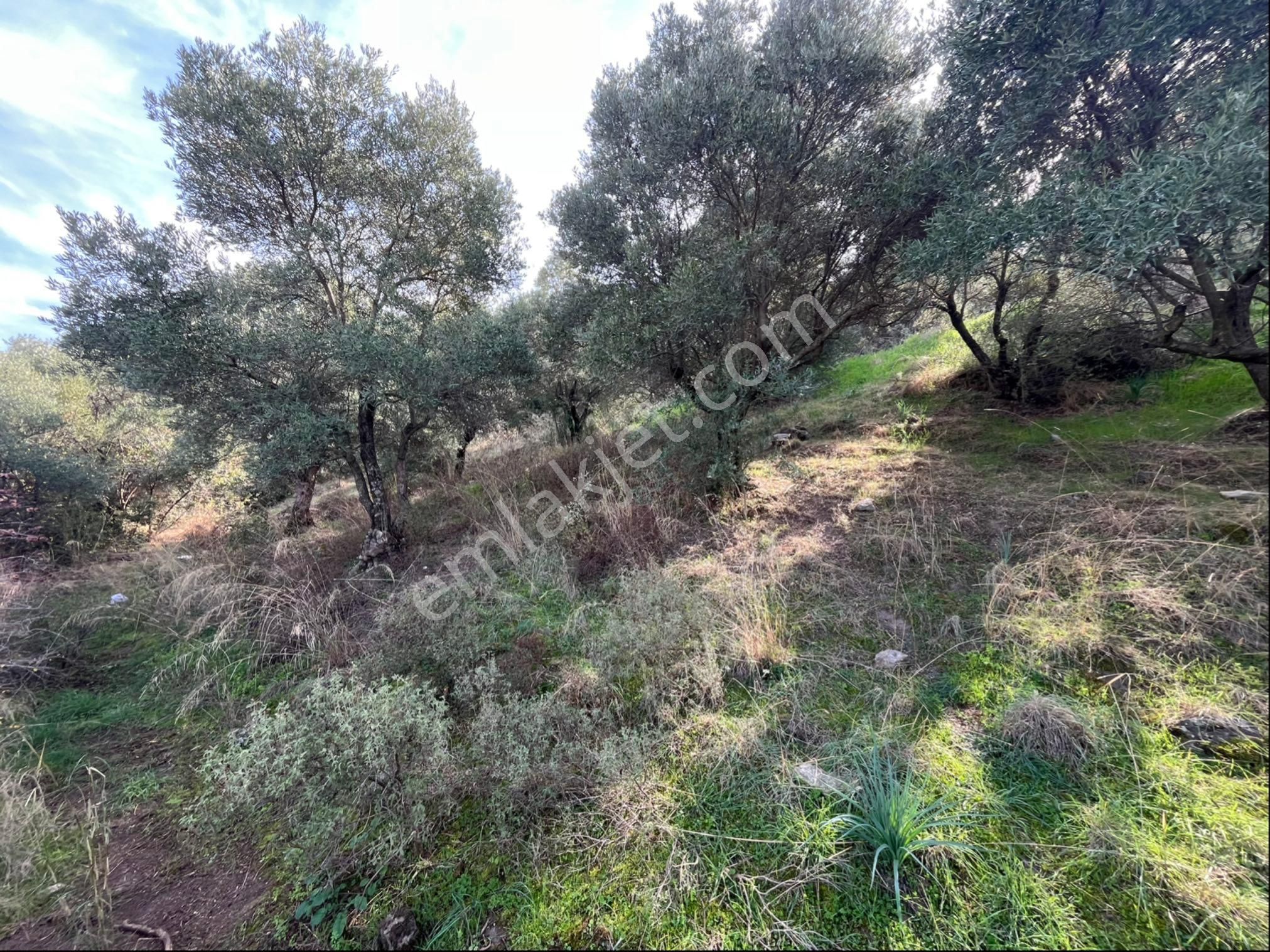 Miray Emlaktan Nazilli Pirlibey Mahallesinde Satılık Zeytinlik - Görsel 3