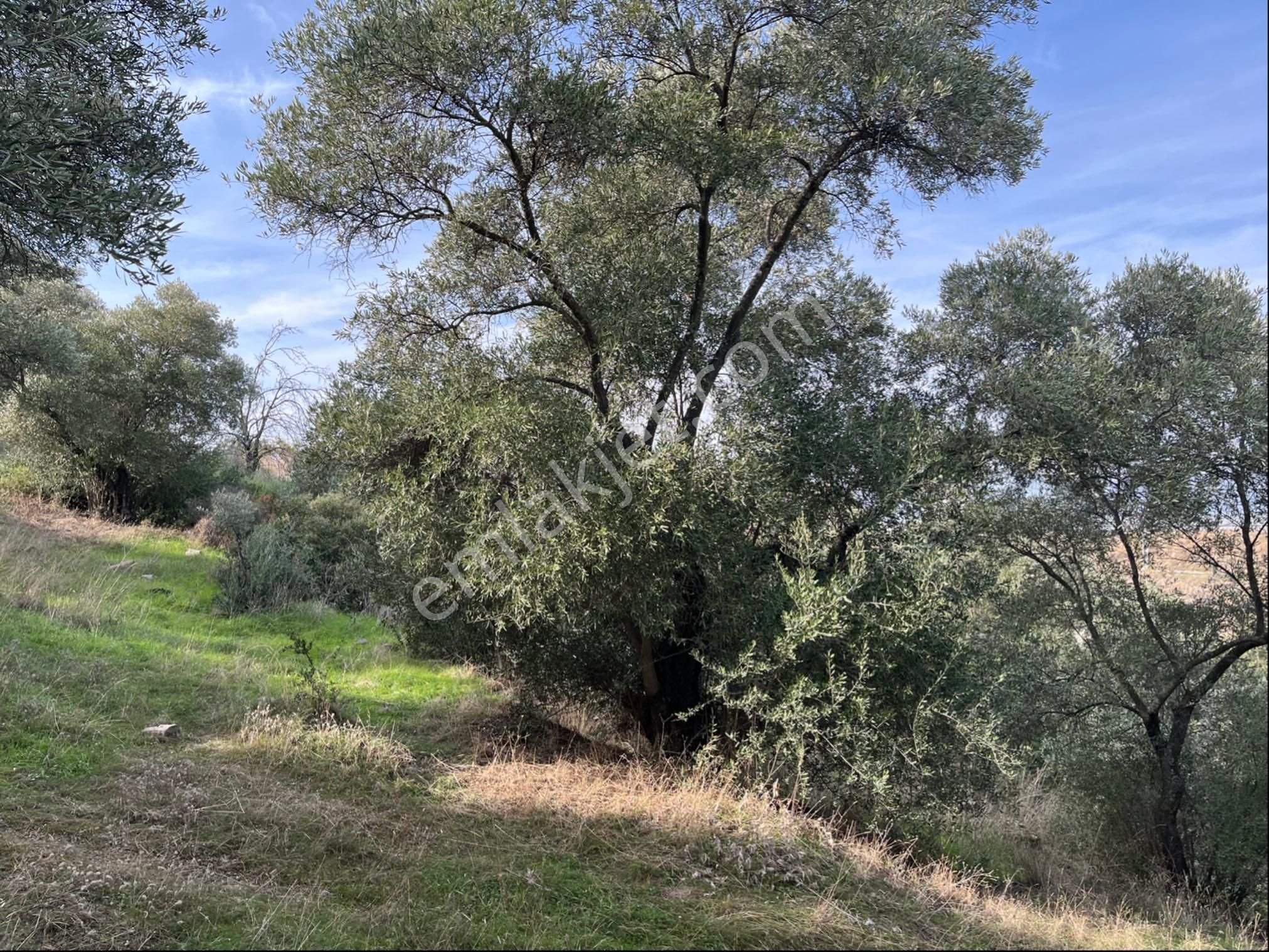 Miray Emlaktan Nazilli Pirlibey Mahallesinde Satılık Zeytinlik - Görsel 32