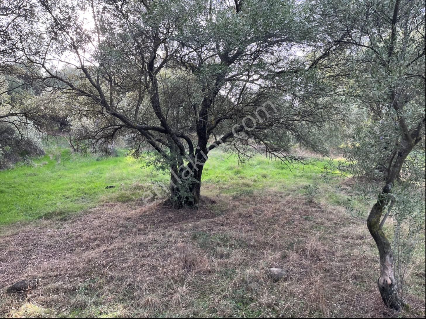 Miray Emlaktan Nazilli Pirlibey Mahallesinde Satılık Zeytinlik - Görsel 30
