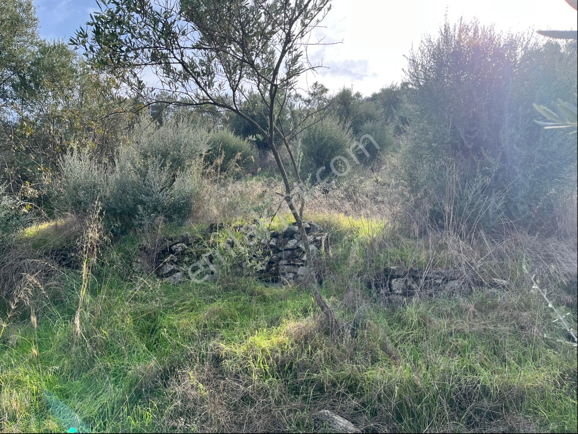 Miray Emlaktan Nazilli Pirlibey Mahallesinde Satılık Zeytinlik - Görsel 21