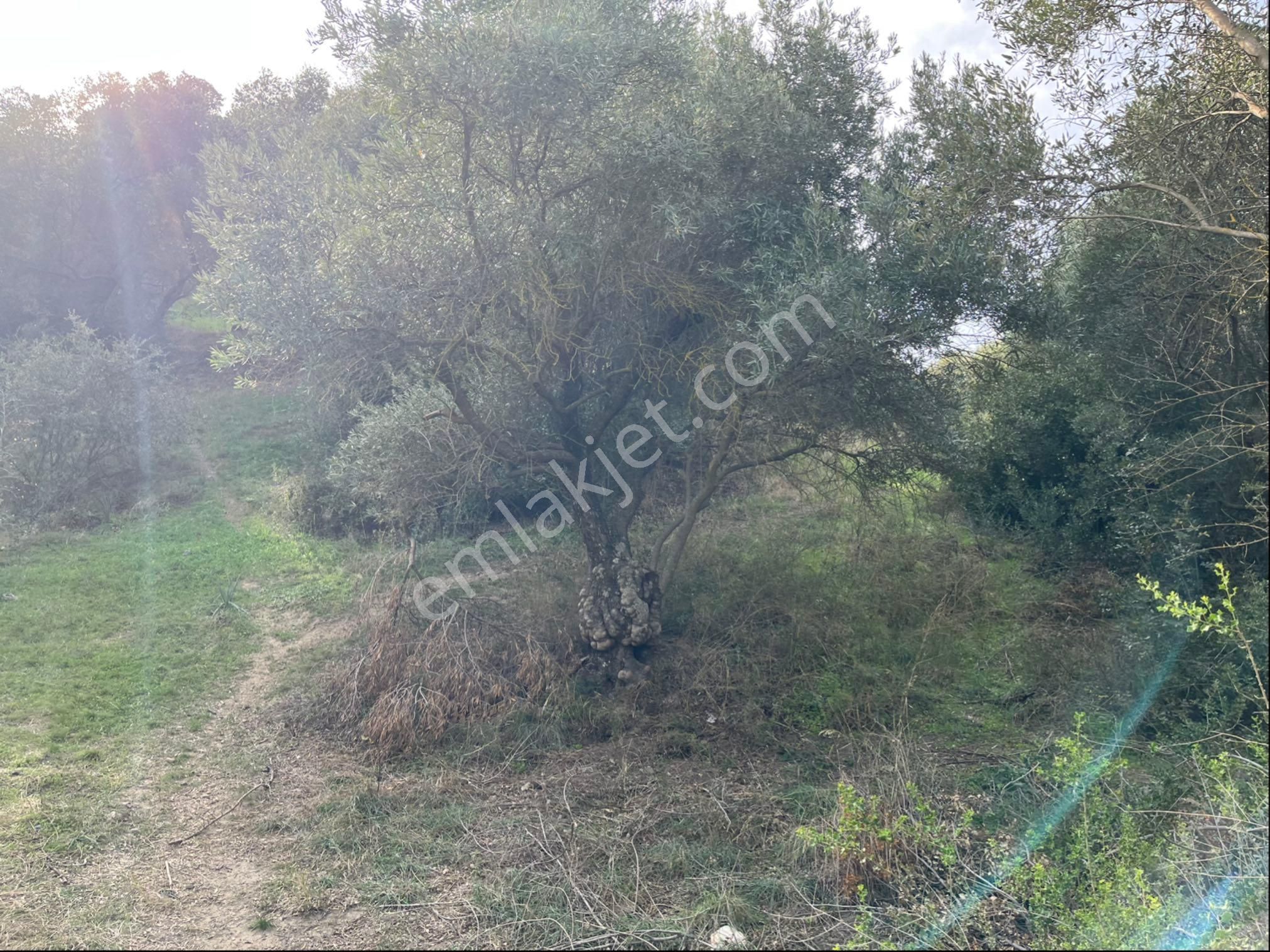 Miray Emlaktan Nazilli Pirlibey Mahallesinde Satılık Zeytinlik - Görsel 39
