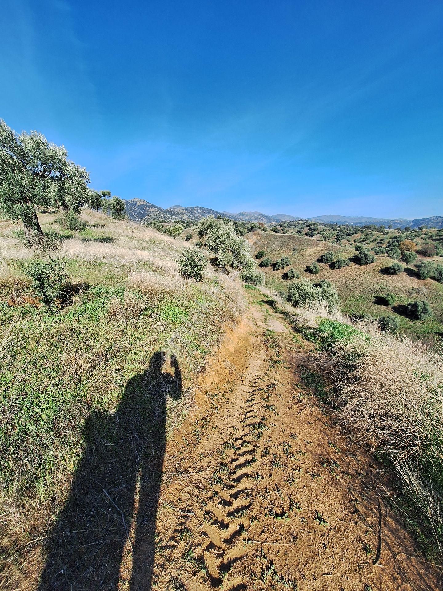 Yüksek Getirili Zeytinlik - Görsel 8