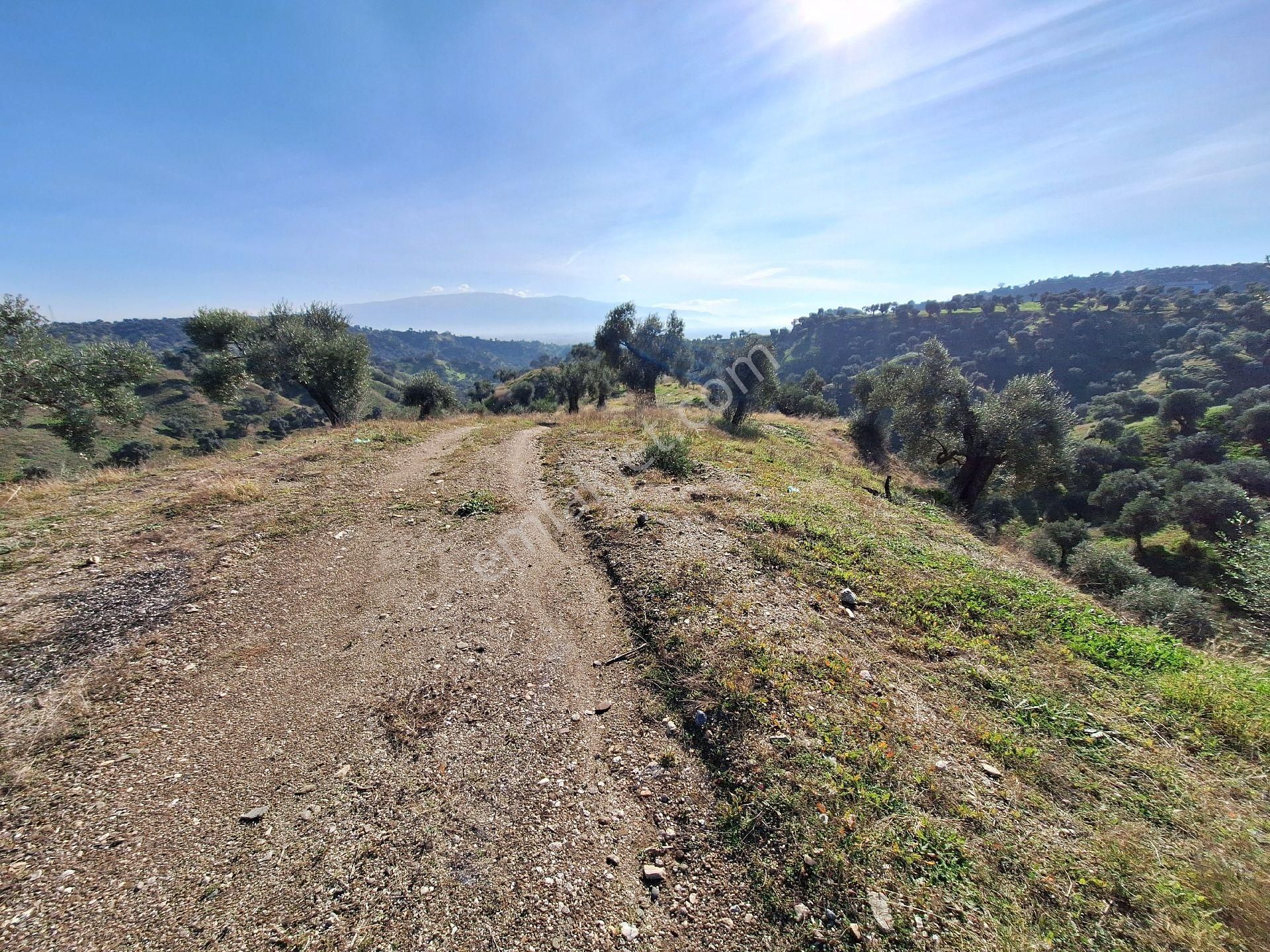 Yüksek Getirili Zeytinlik - Görsel 15