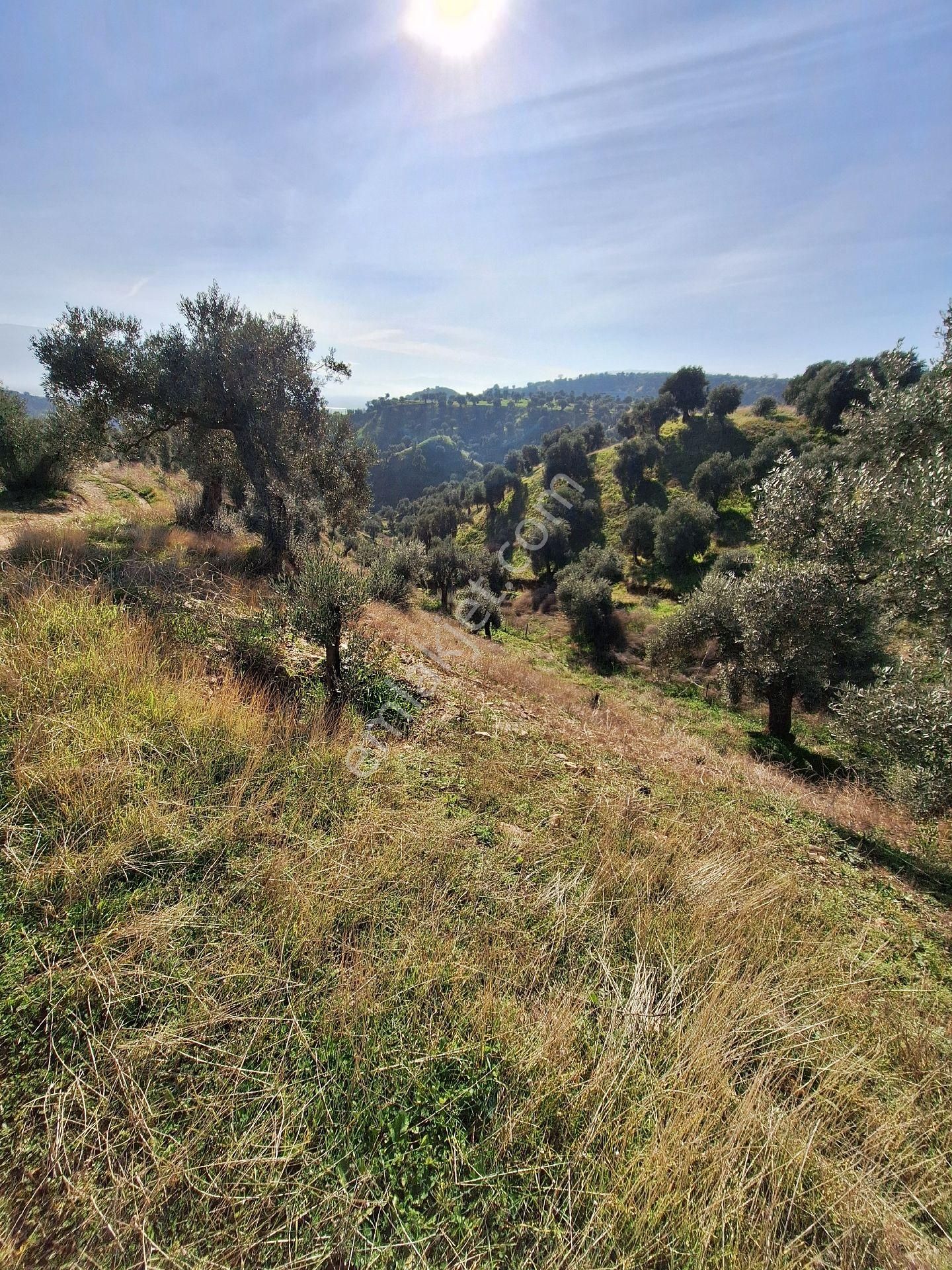 Yüksek Getirili Zeytinlik - Görsel 19