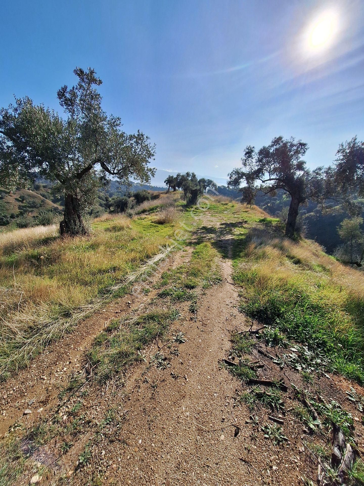 Yüksek Getirili Zeytinlik - Görsel 9