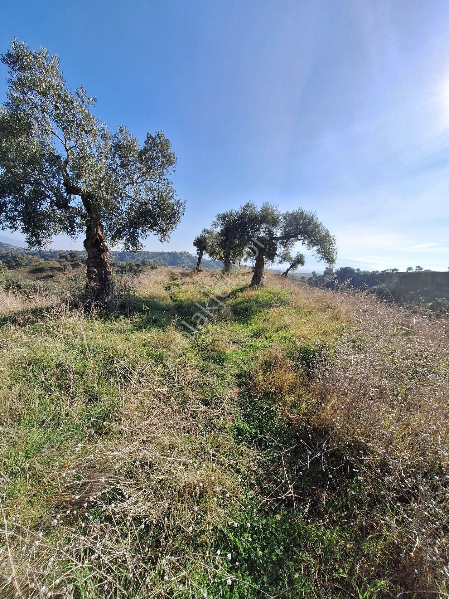 Yüksek Getirili Zeytinlik - Görsel 5