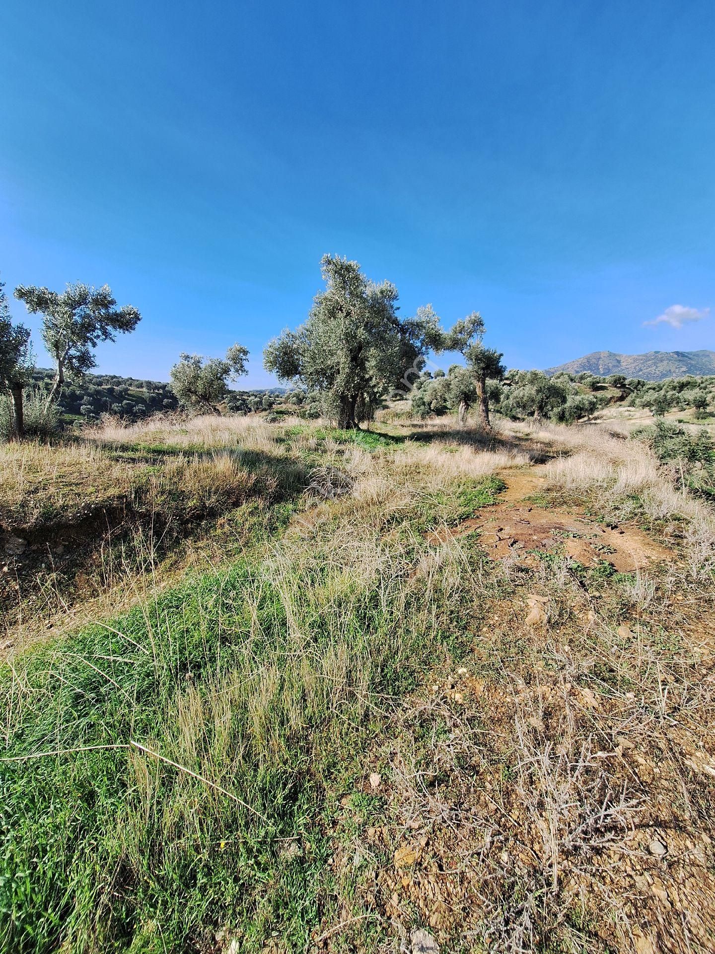 Yüksek Getirili Zeytinlik