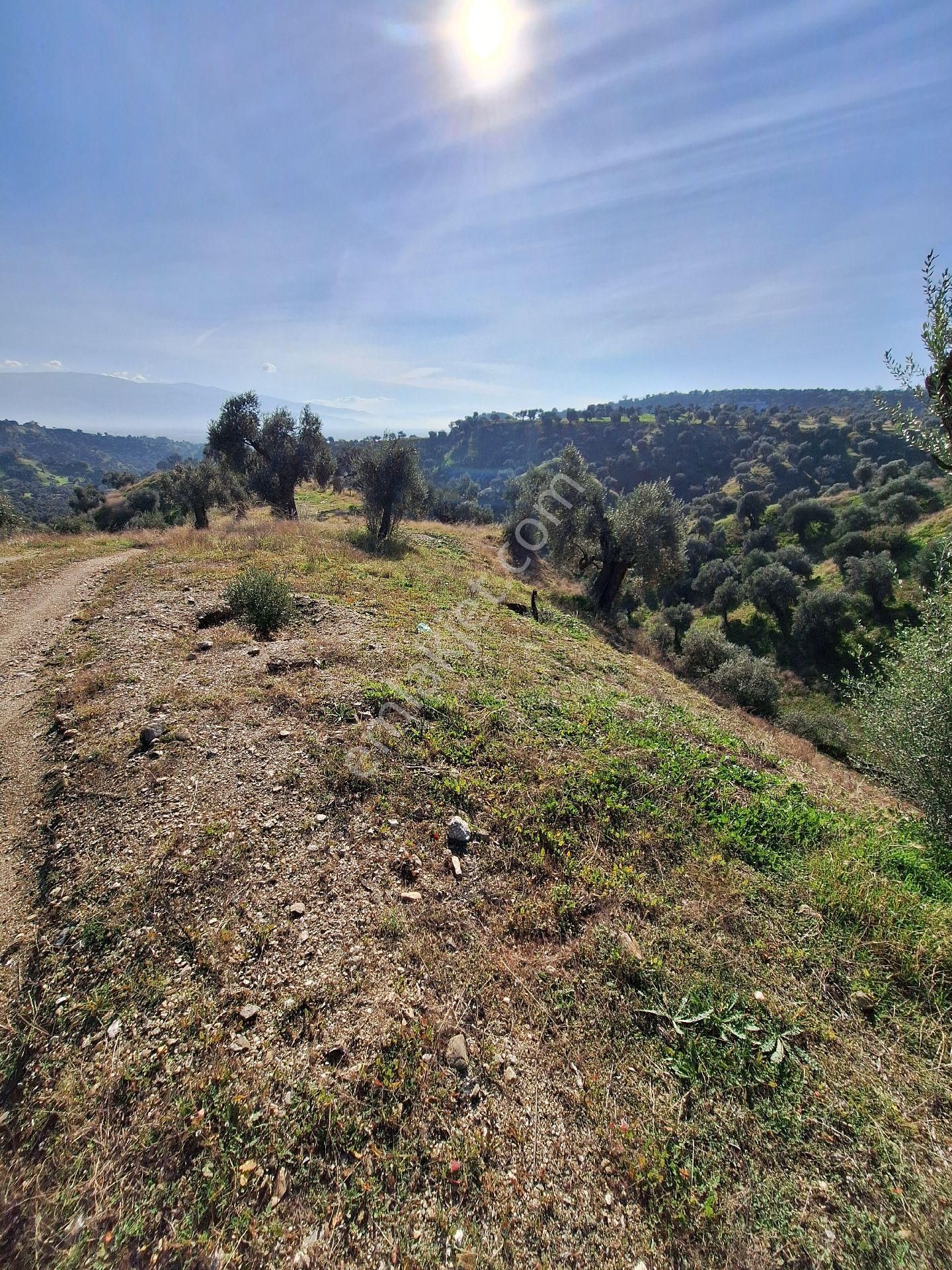 Yüksek Getirili Zeytinlik - Görsel 14