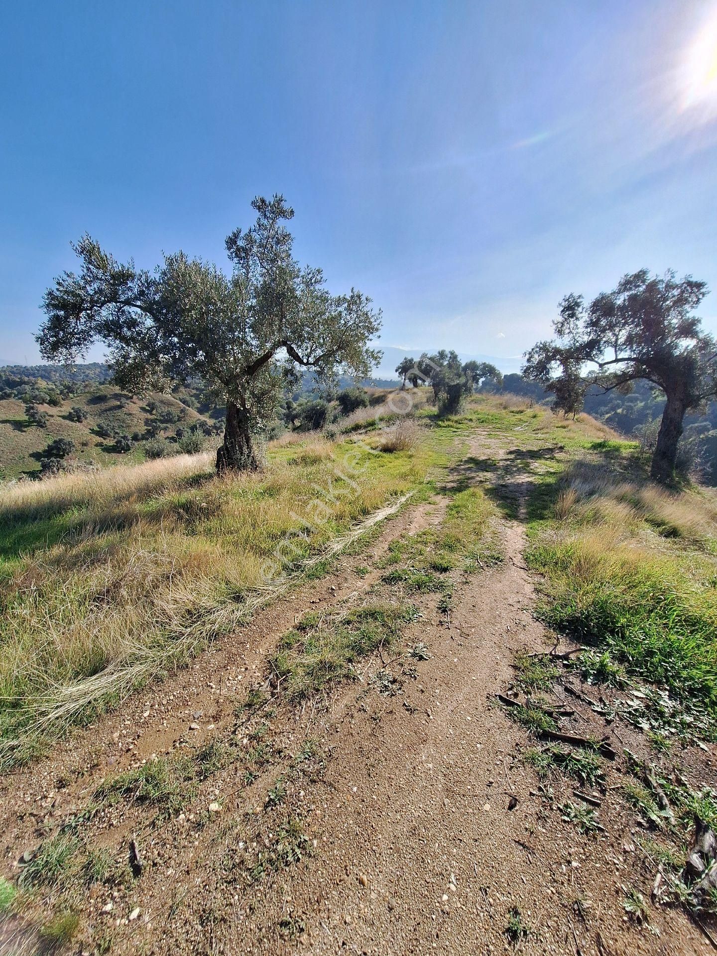 Yüksek Getirili Zeytinlik - Görsel 10