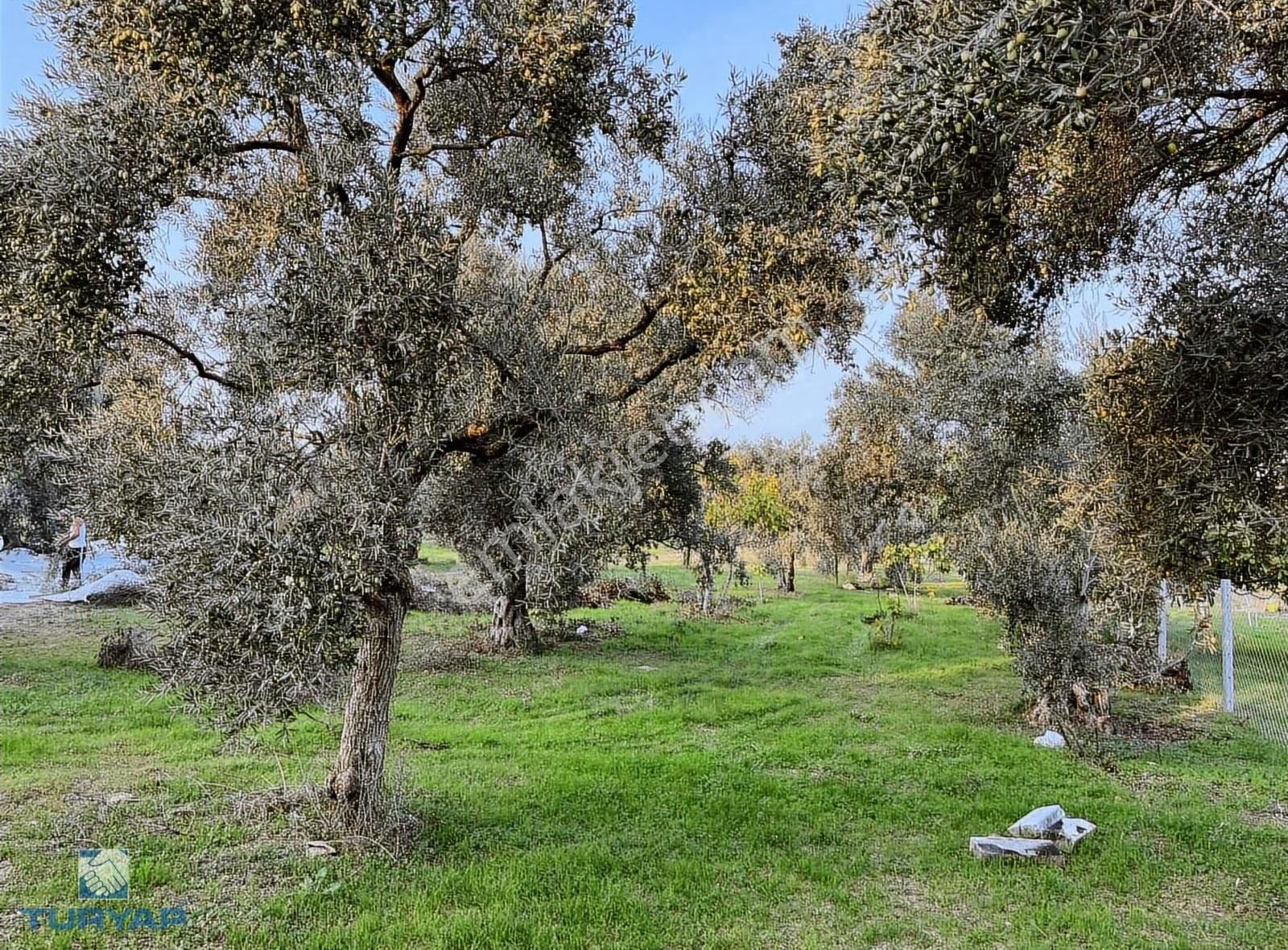 Torbalı Çapak Mah. 3320m2 Tarla Ve Zeytinlik - Görsel 11