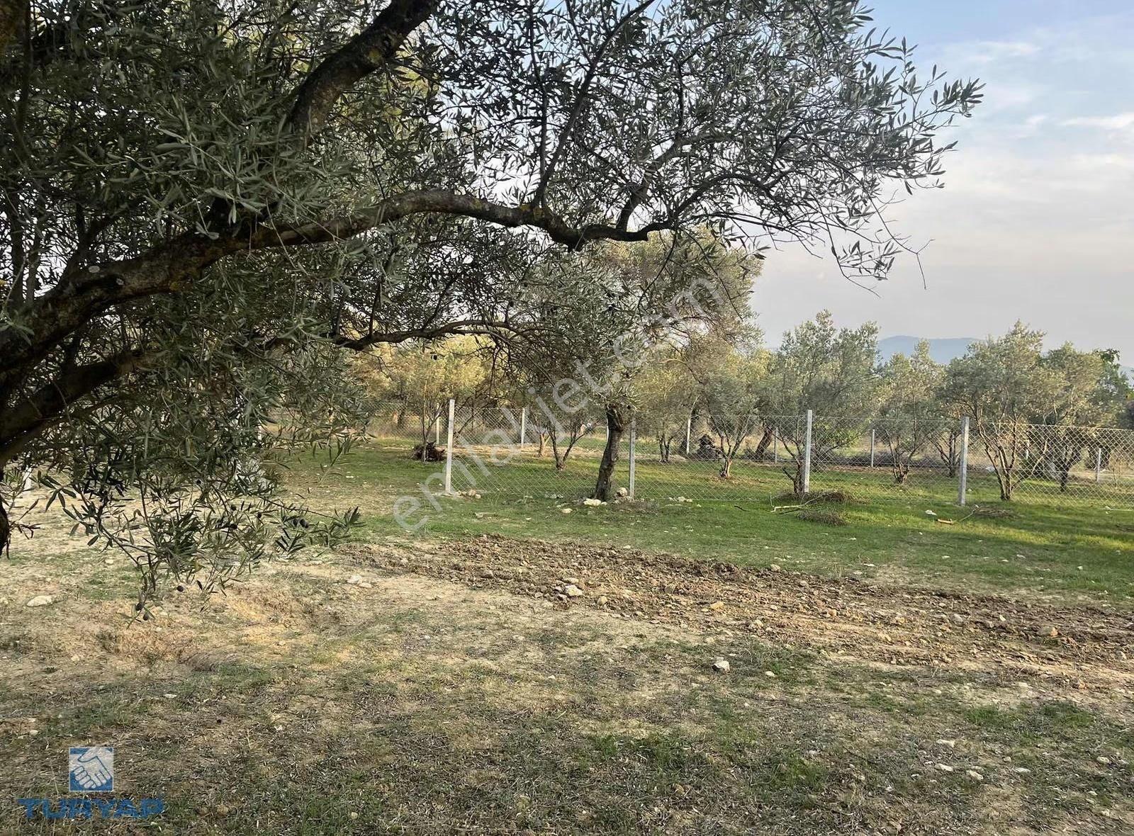 Torbalı Çapak Mah. 3320m2 Tarla Ve Zeytinlik - Görsel 3