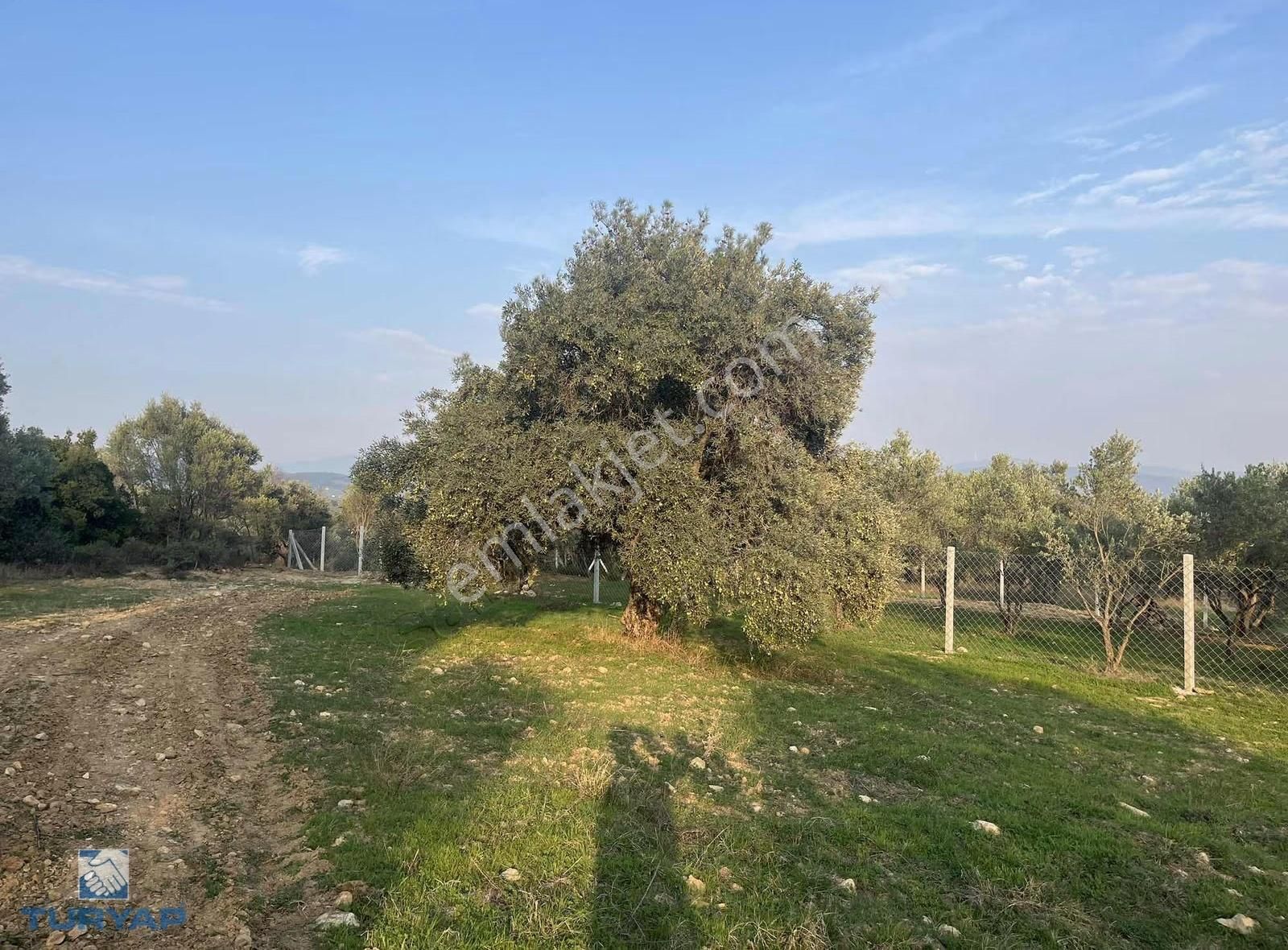 Torbalı Çapak Mah. 3320m2 Tarla Ve Zeytinlik - Görsel 13