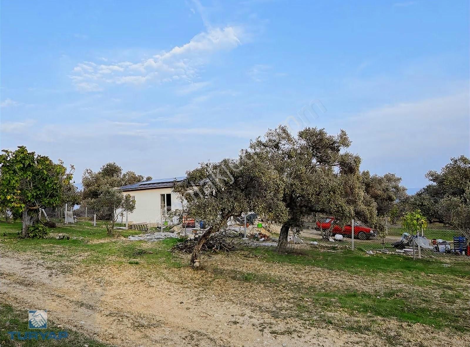 Torbalı Çapak Mah. 3320m2 Tarla Ve Zeytinlik - Görsel 2