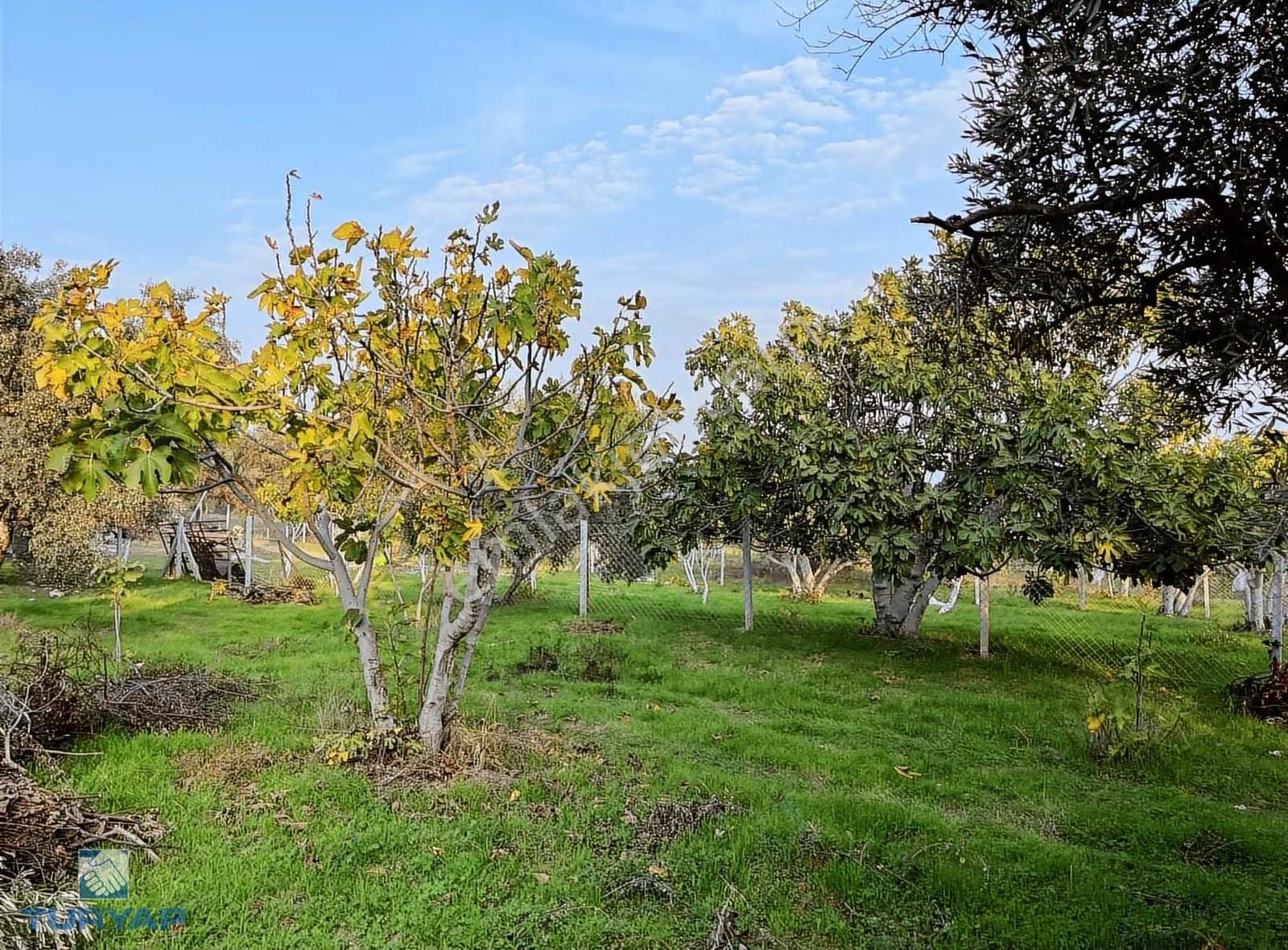 Torbalı Çapak Mah. 3320m2 Tarla Ve Zeytinlik - Görsel 19