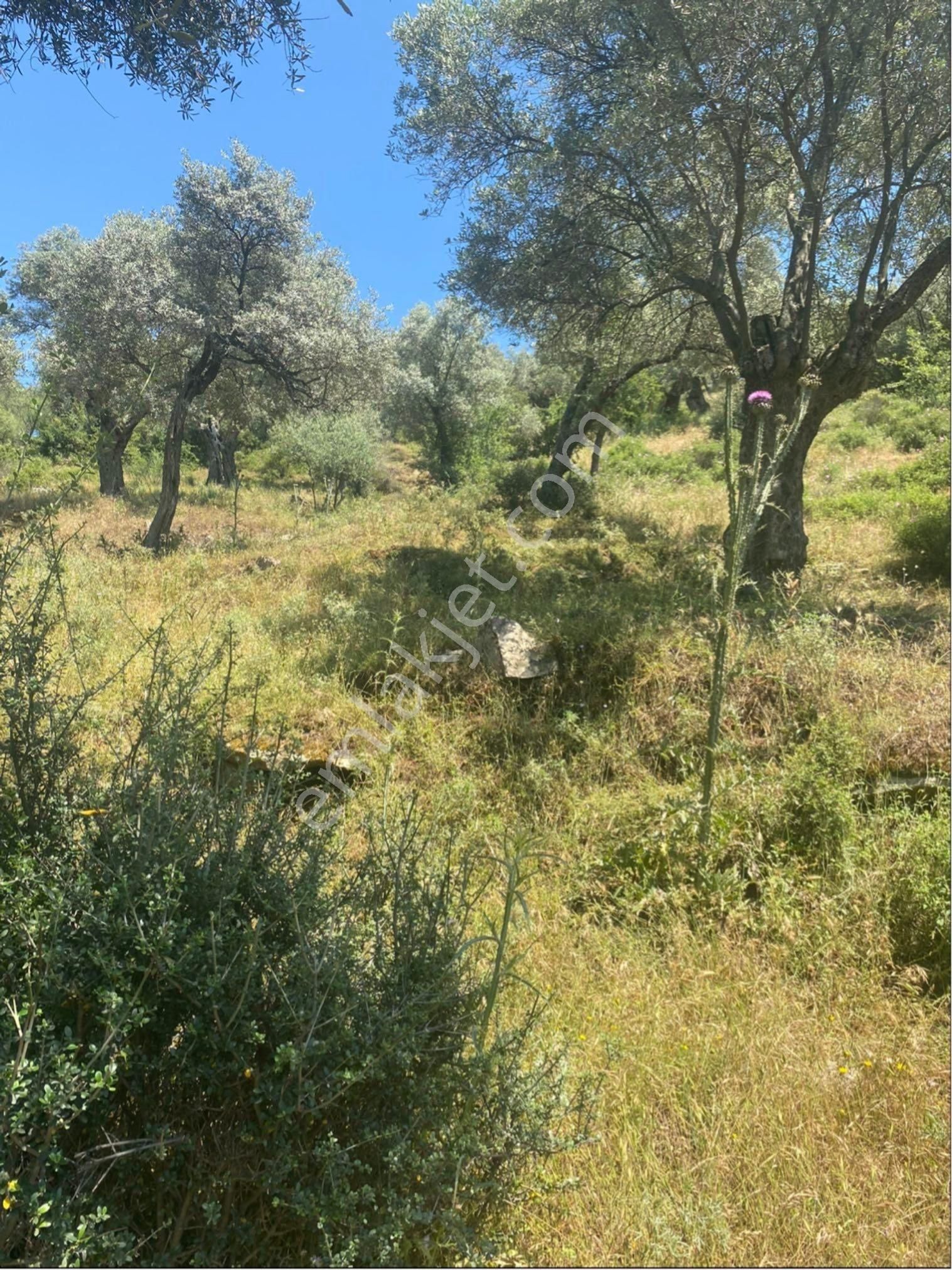 🌿 İzmir Bayındır Kabaağaç’ta Satılık Zeytinlik – 2 Tapu, Yola Yakın, Yatırımlık Fırsat! 🌿