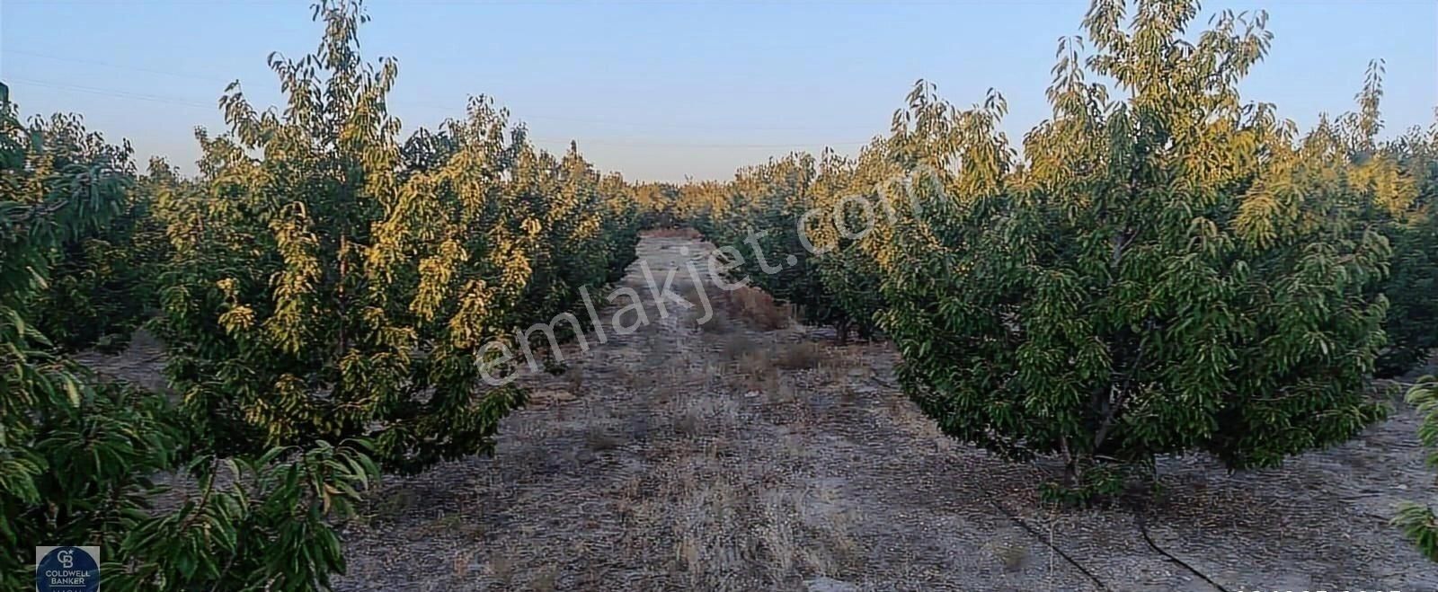 Afyon Konya Karayolu Deresinek Köyün'de Satılık Kiraz Bahçesi - Görsel 3