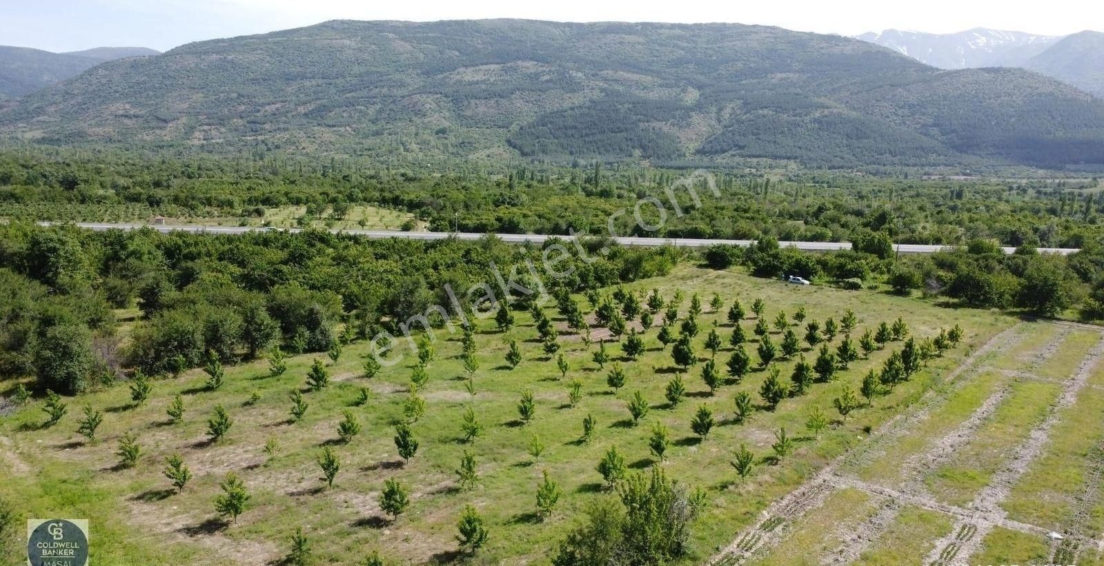 Afyon Konya Karayolu Deresinek Köyün'de Satılık Kiraz Bahçesi - Görsel 4