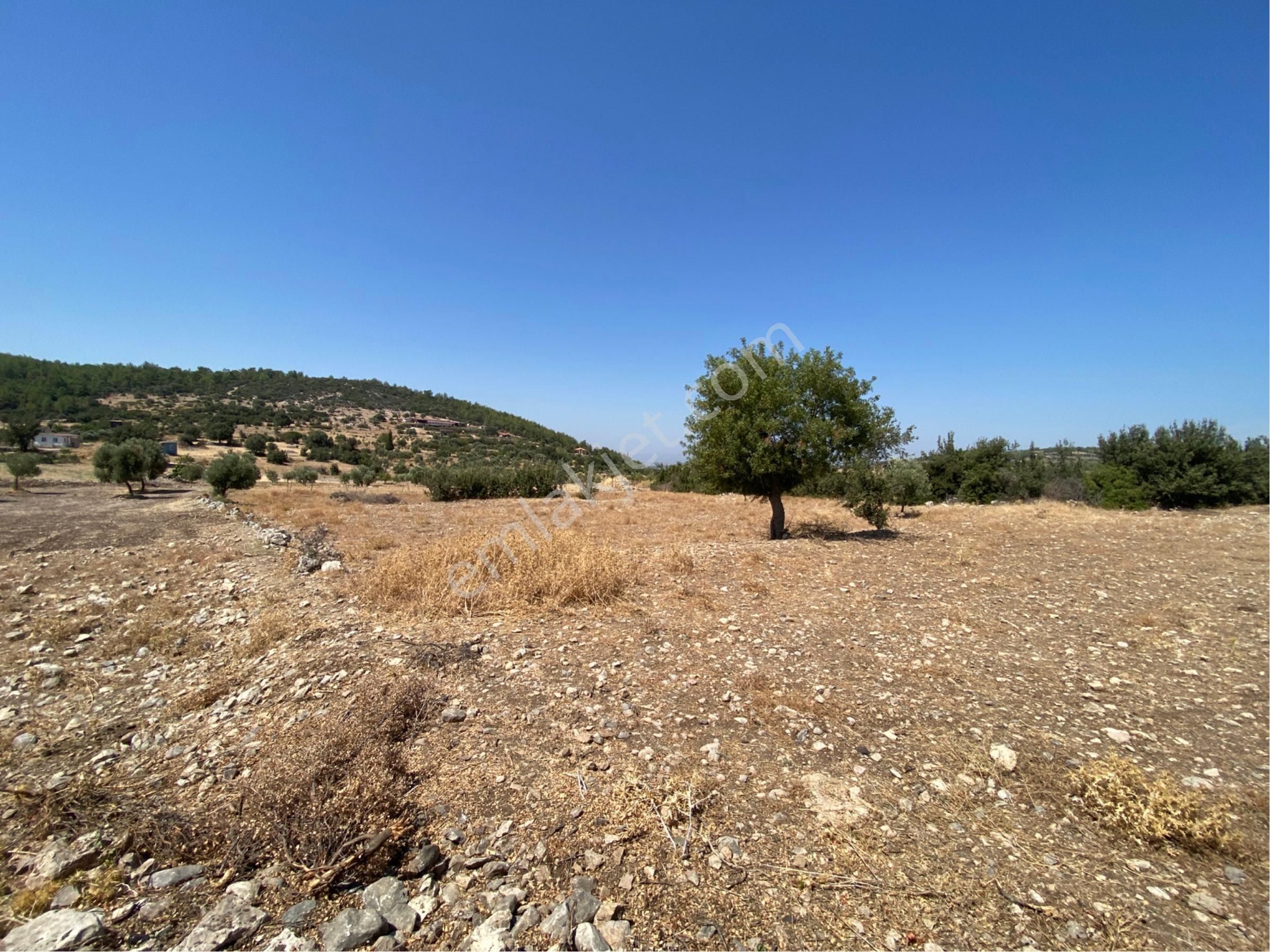 Muğla Milas Kayaderesi Mahallesinde Satılık Tarlamız - Görsel 4