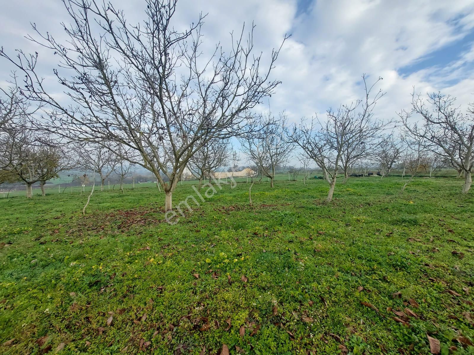 Mudanya Çayönü Teknosab Osb Yakın Satılık Tarla - Görsel 13