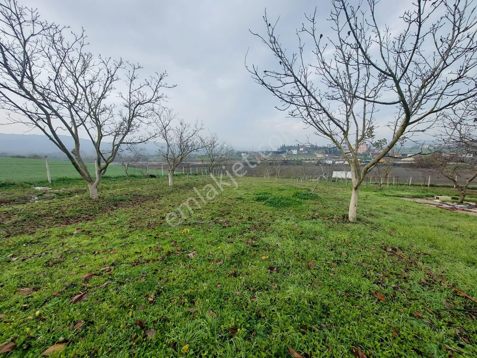 Mudanya Çayönü Teknosab Osb Yakın Satılık Tarla - Görsel 24