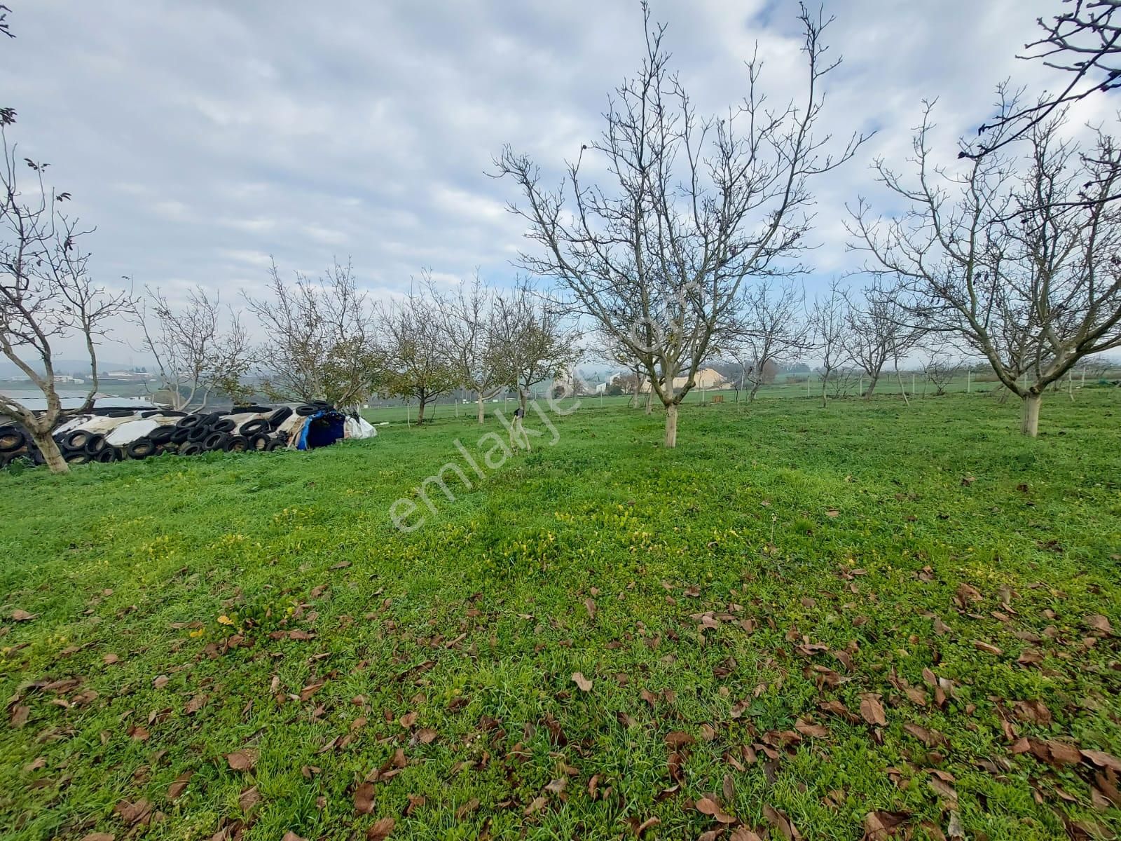 Mudanya Çayönü Teknosab Osb Yakın Satılık Tarla - Görsel 16