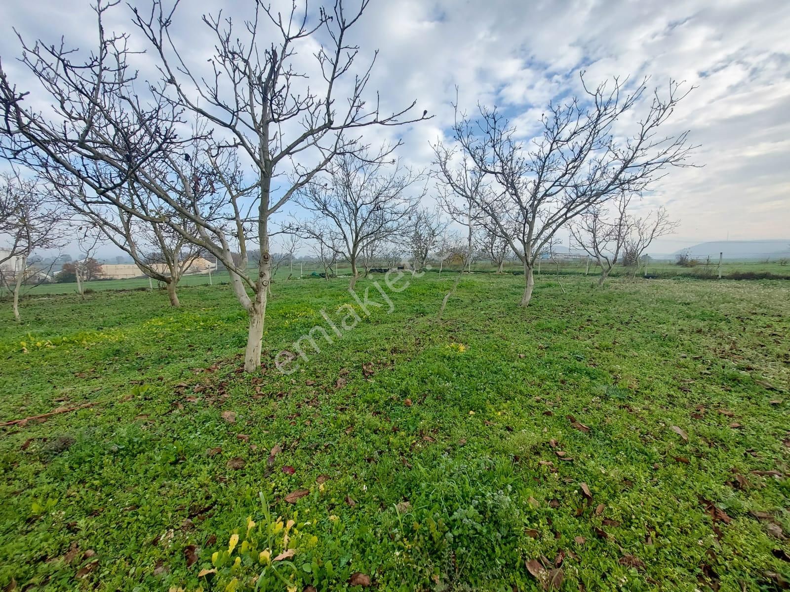 Mudanya Çayönü Teknosab Osb Yakın Satılık Tarla - Görsel 7