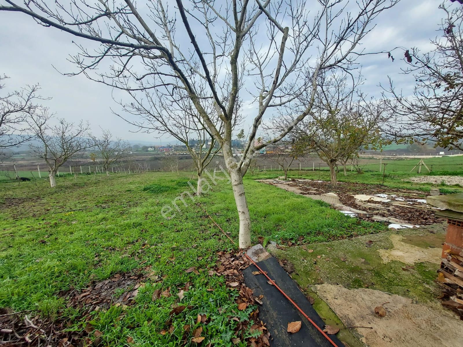 Mudanya Çayönü Teknosab Osb Yakın Satılık Tarla - Görsel 25